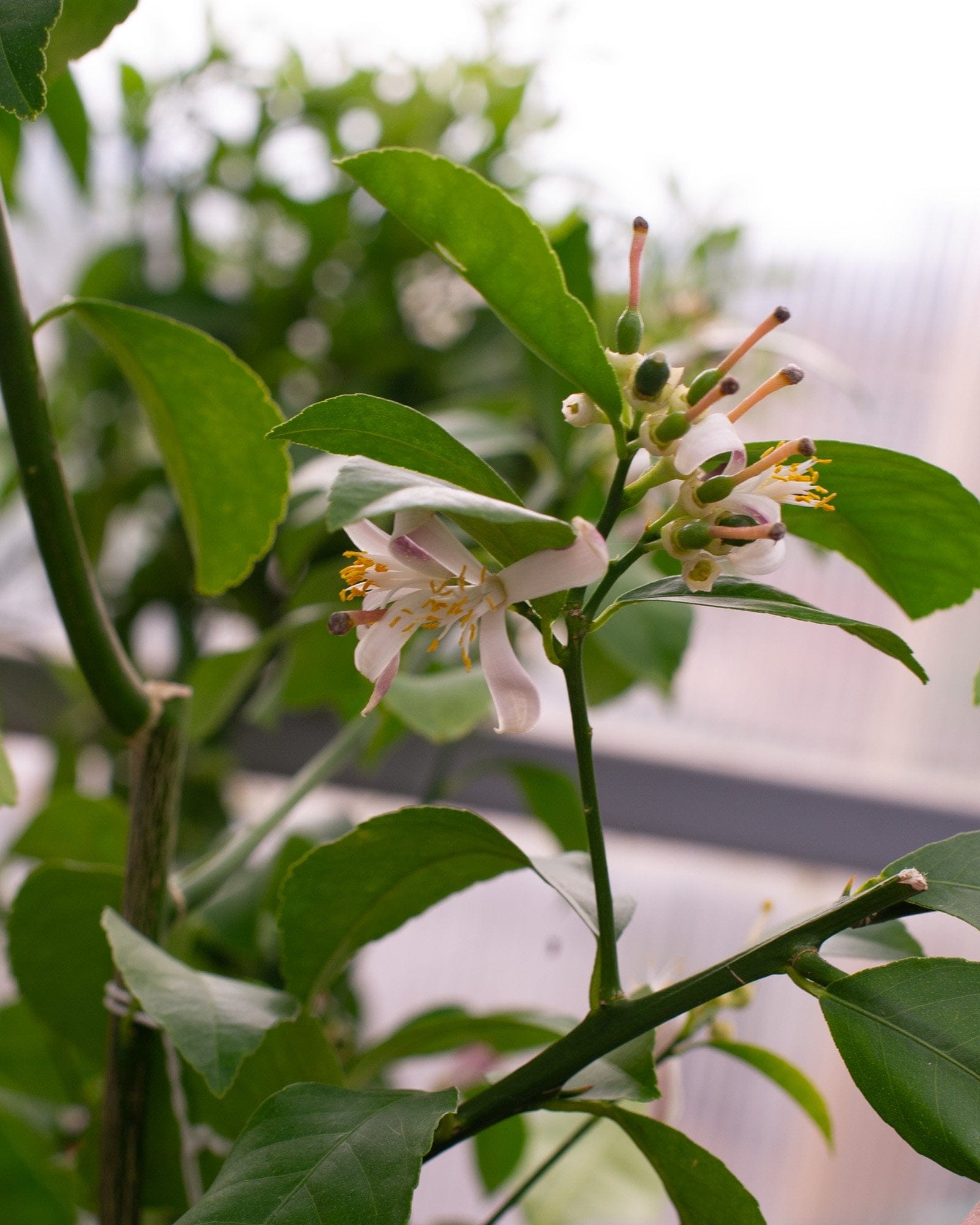 Improved Meyer Lemon - view 4