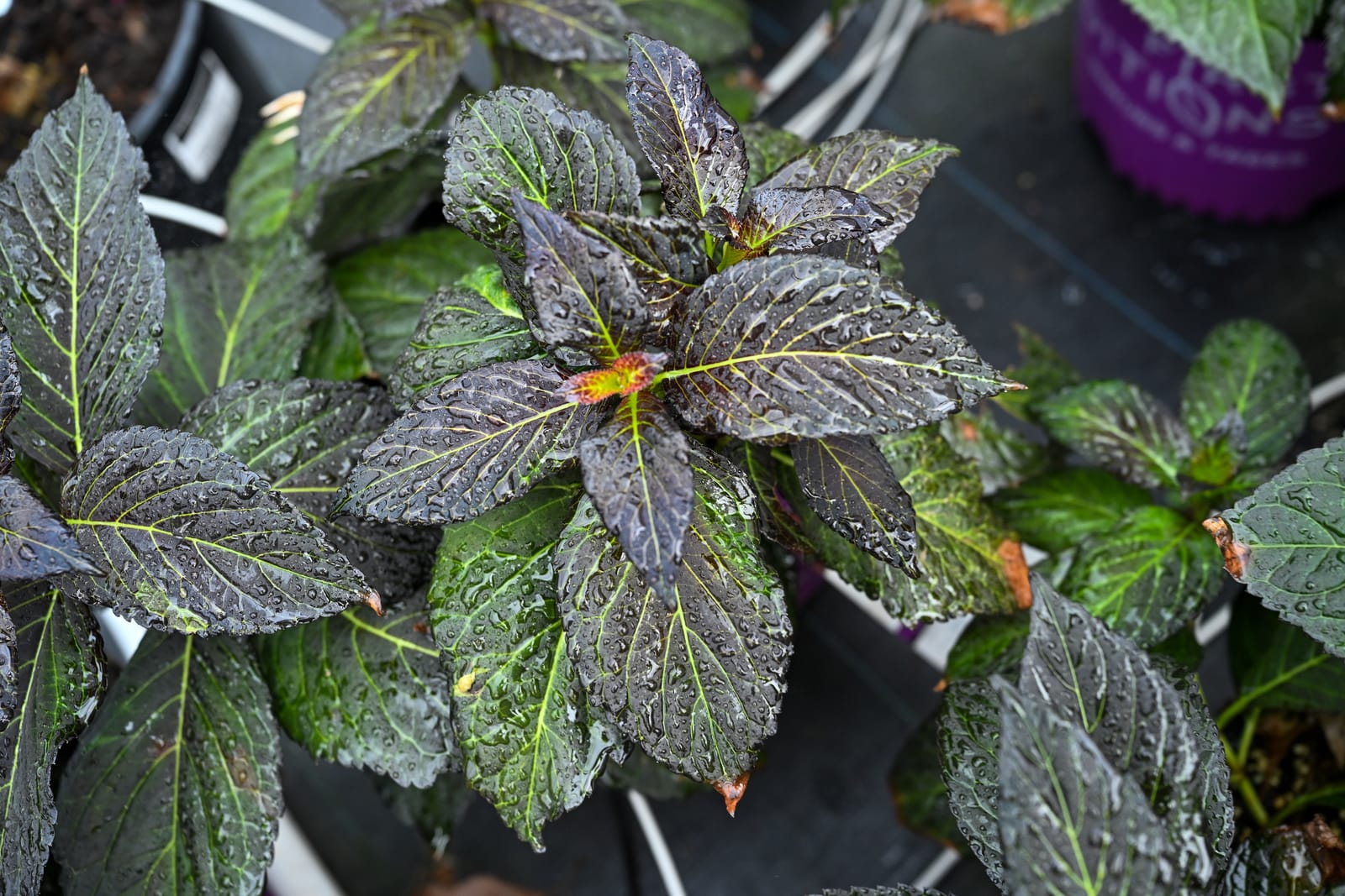 Eclipse Bigleaf Hydrangea - view 2
