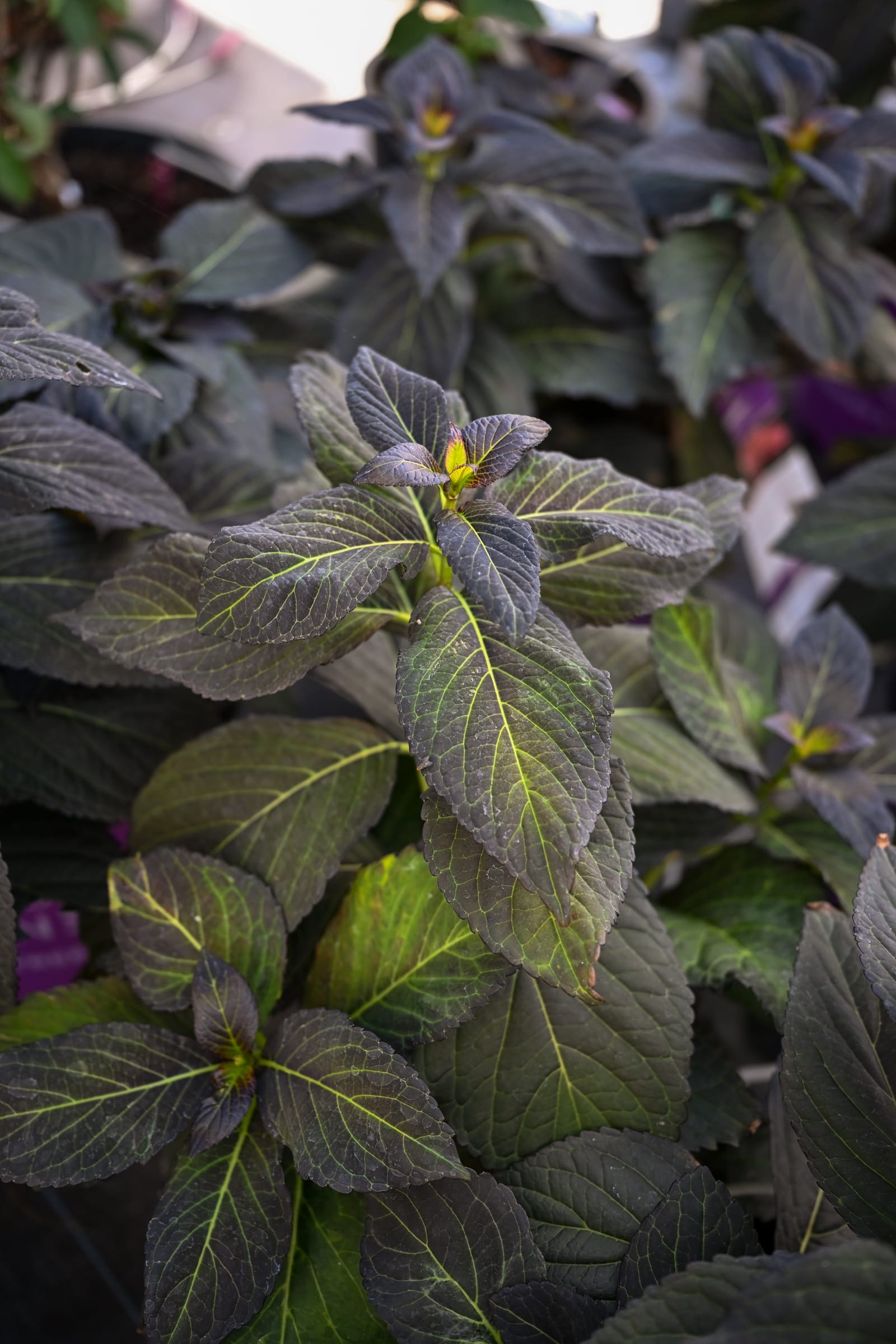 Eclipse Bigleaf Hydrangea - view 4