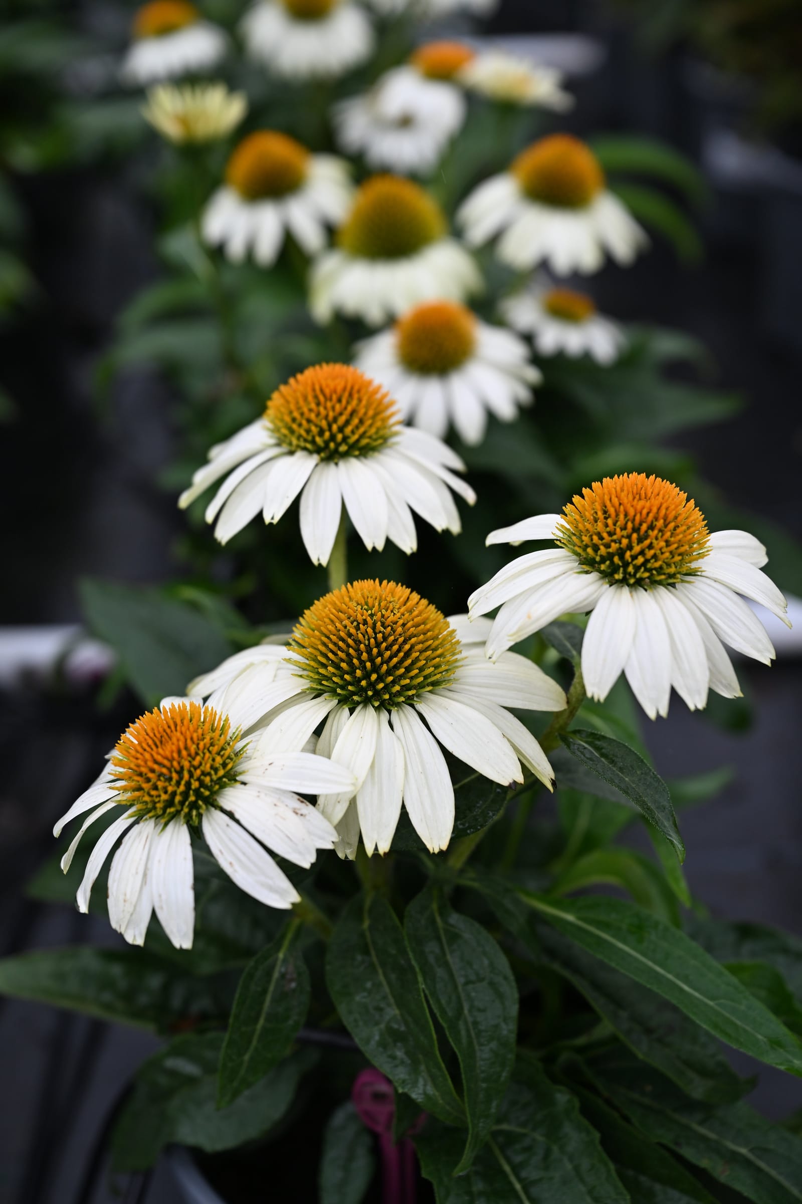 PowWow White Coneflower - view 3