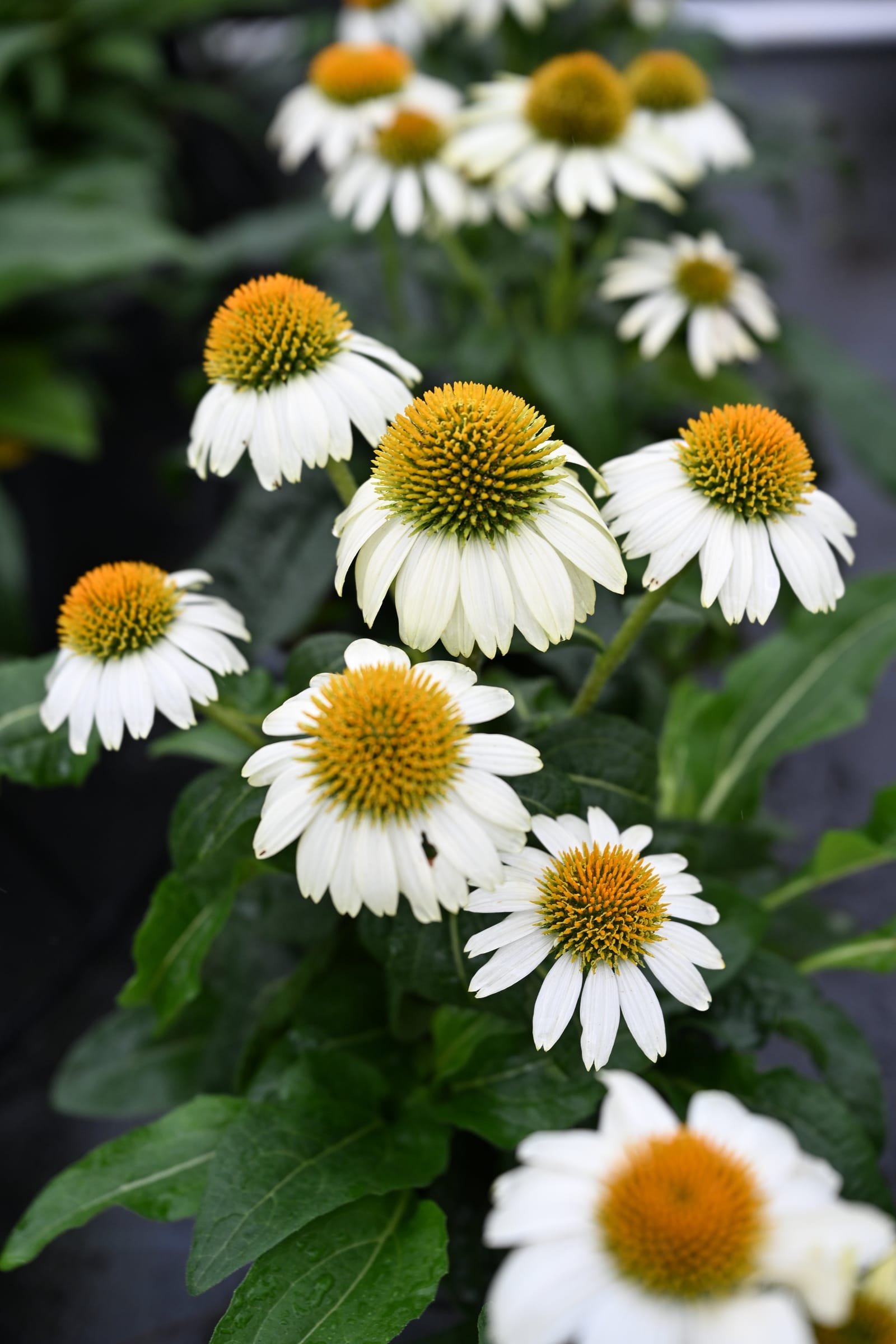 PowWow White Coneflower - view 2