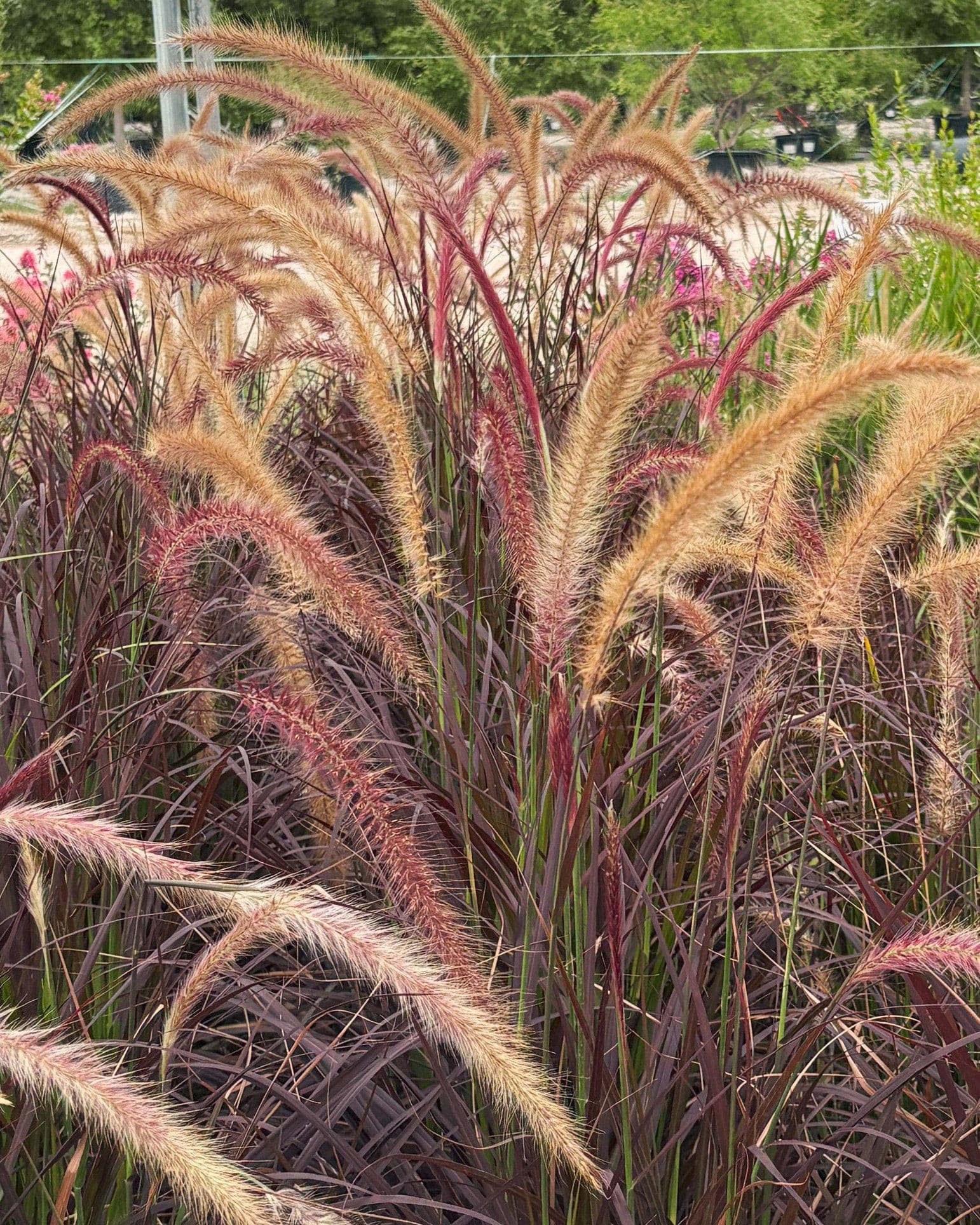 Purple Fountain Grass