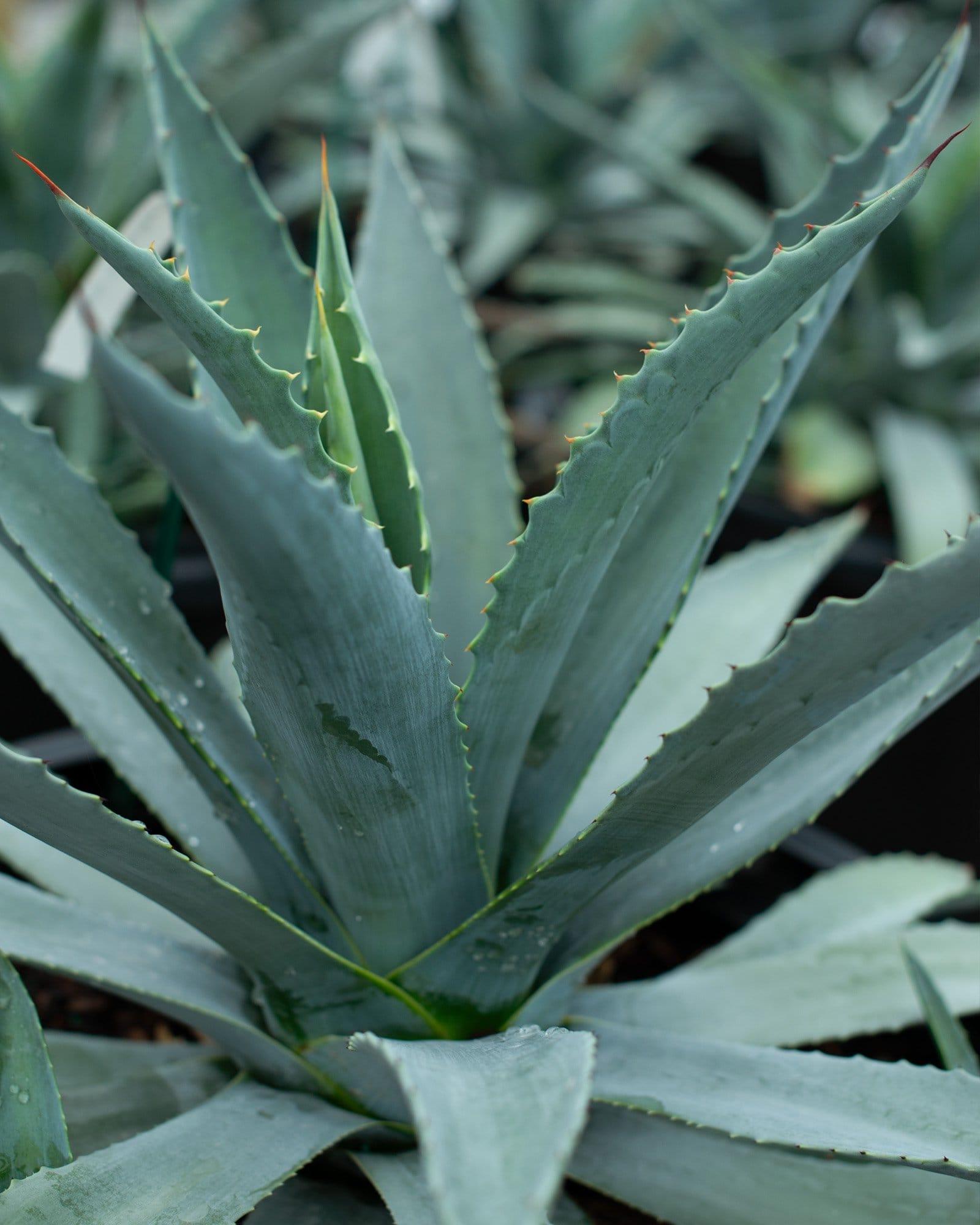Americana Agave