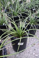 Yellow Sun Yucca thumbnail 2