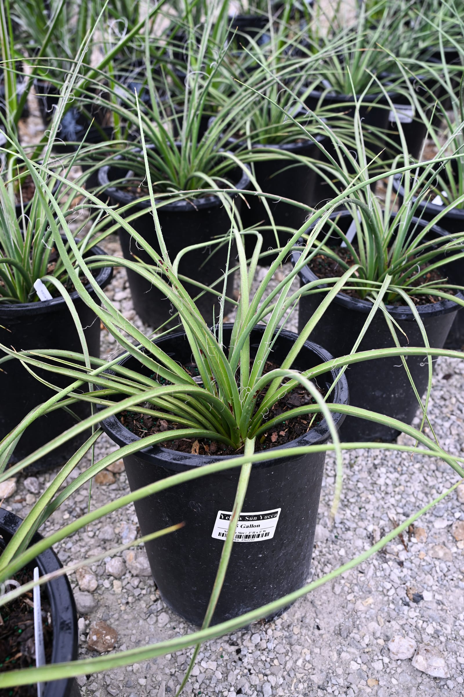 Yellow Sun Yucca - view 2
