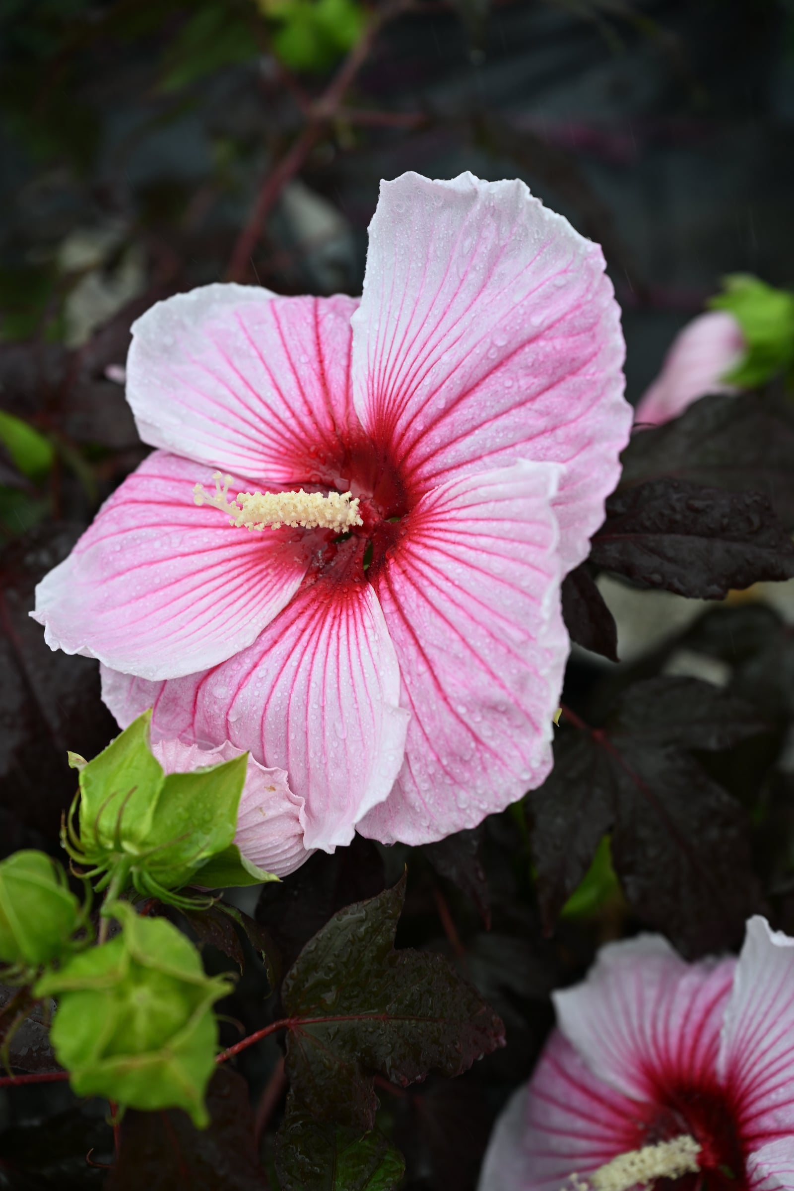 Starry Starry Night Hibiscus - Image 1
