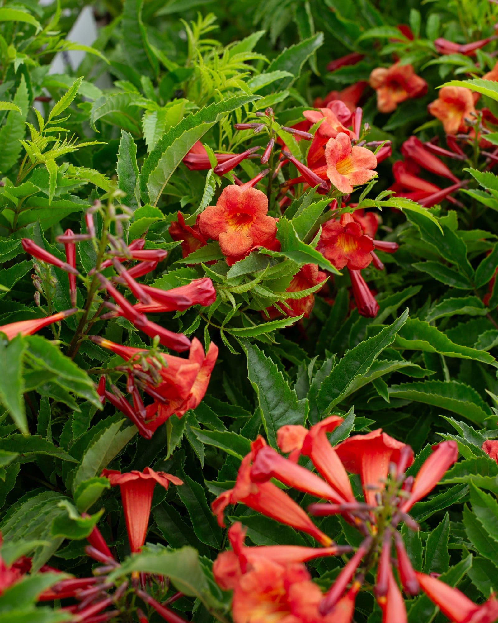 Bells of Fire Esperanza