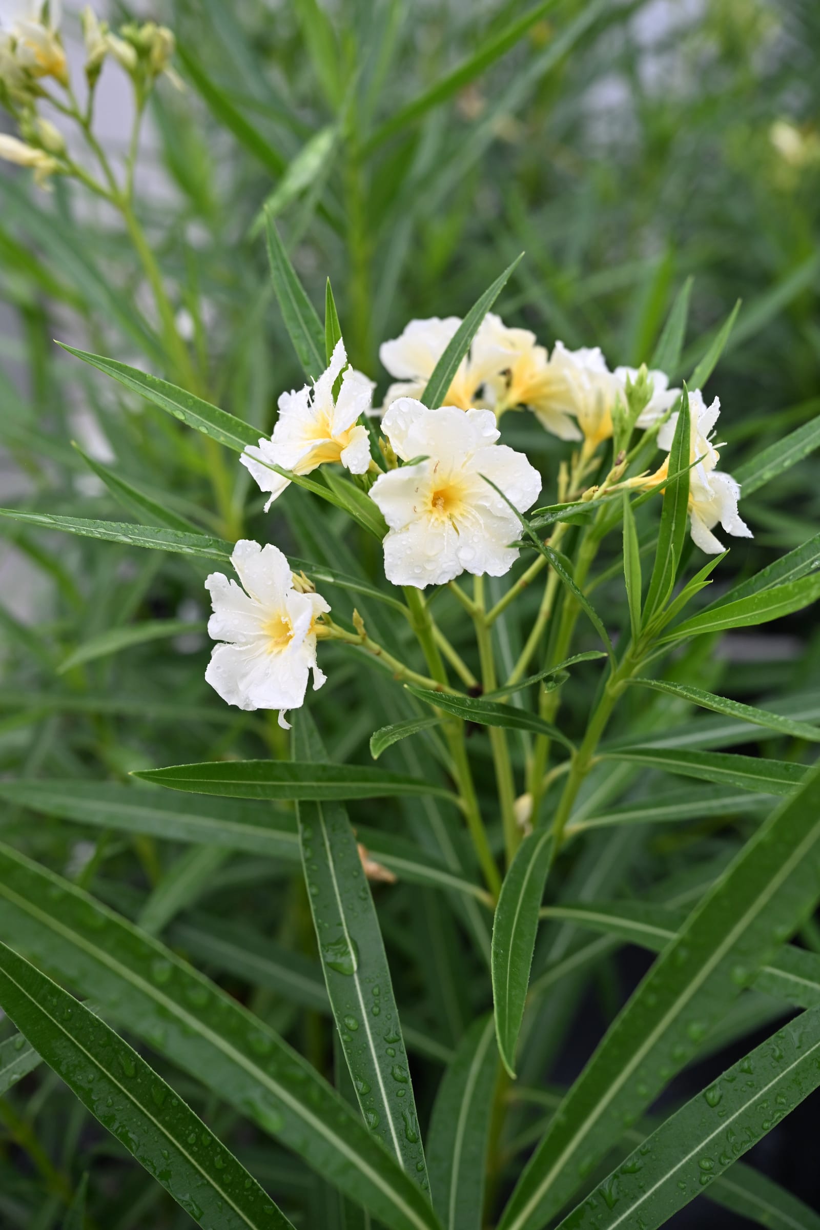 Yellow Oleander - view 3