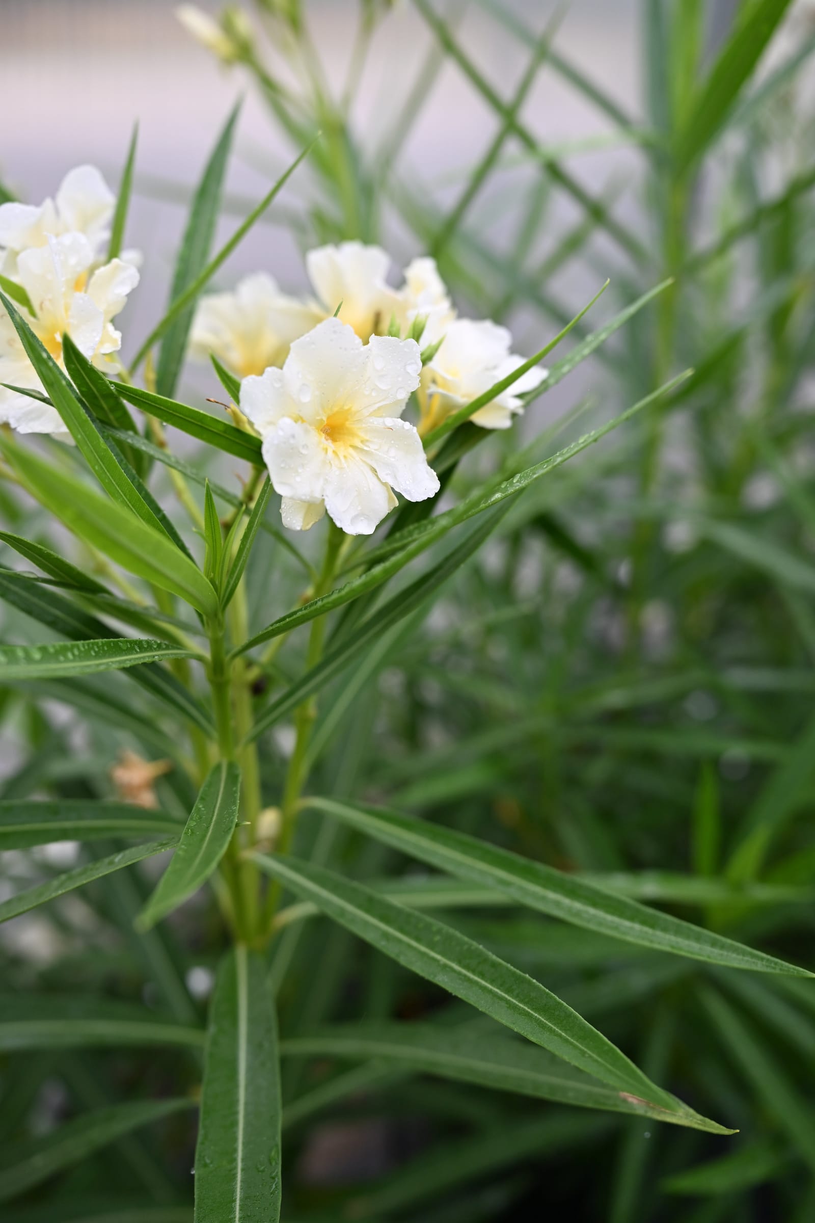 Yellow Oleander - view 4