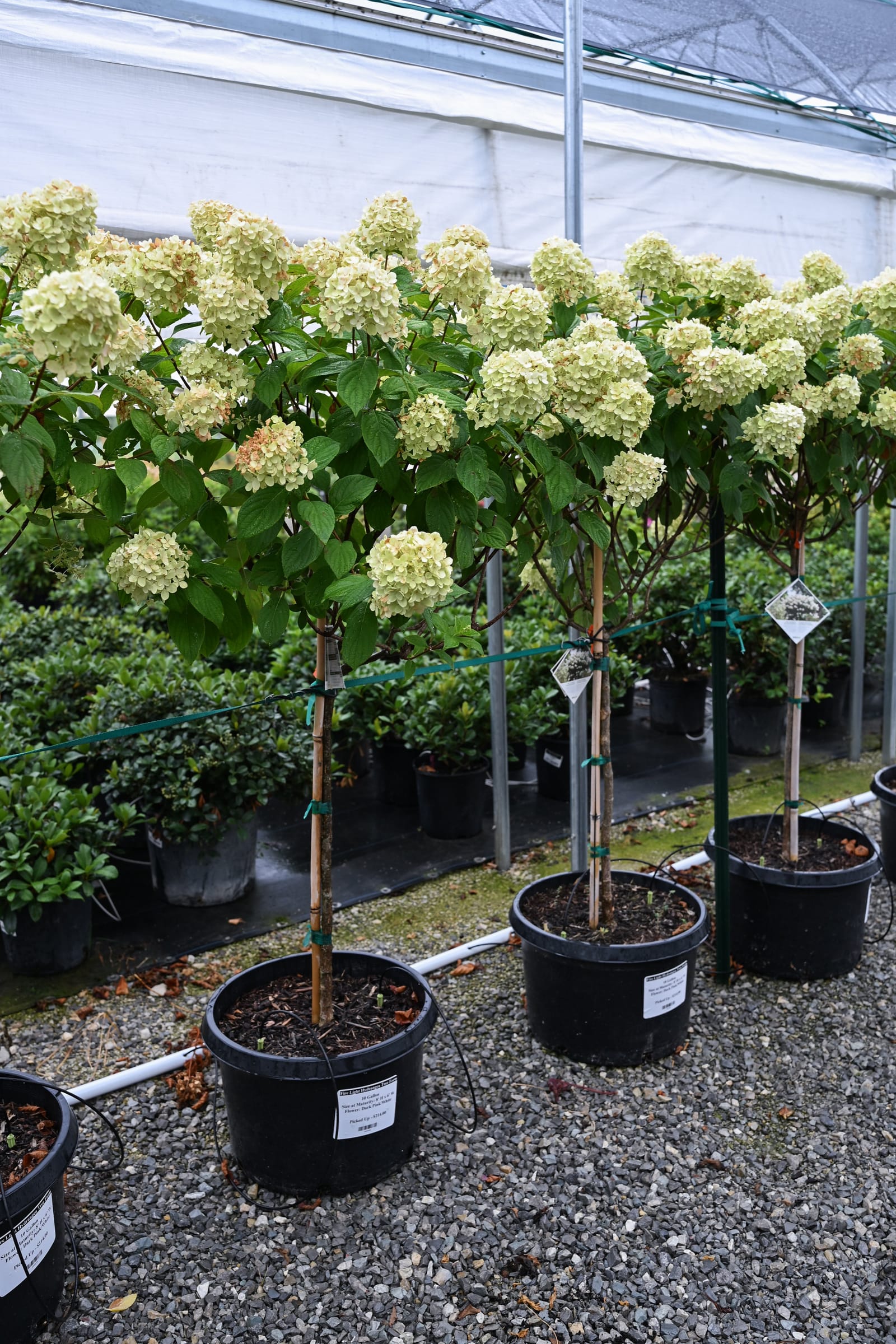 Fire Light Hydrangea Tree Form - view 3