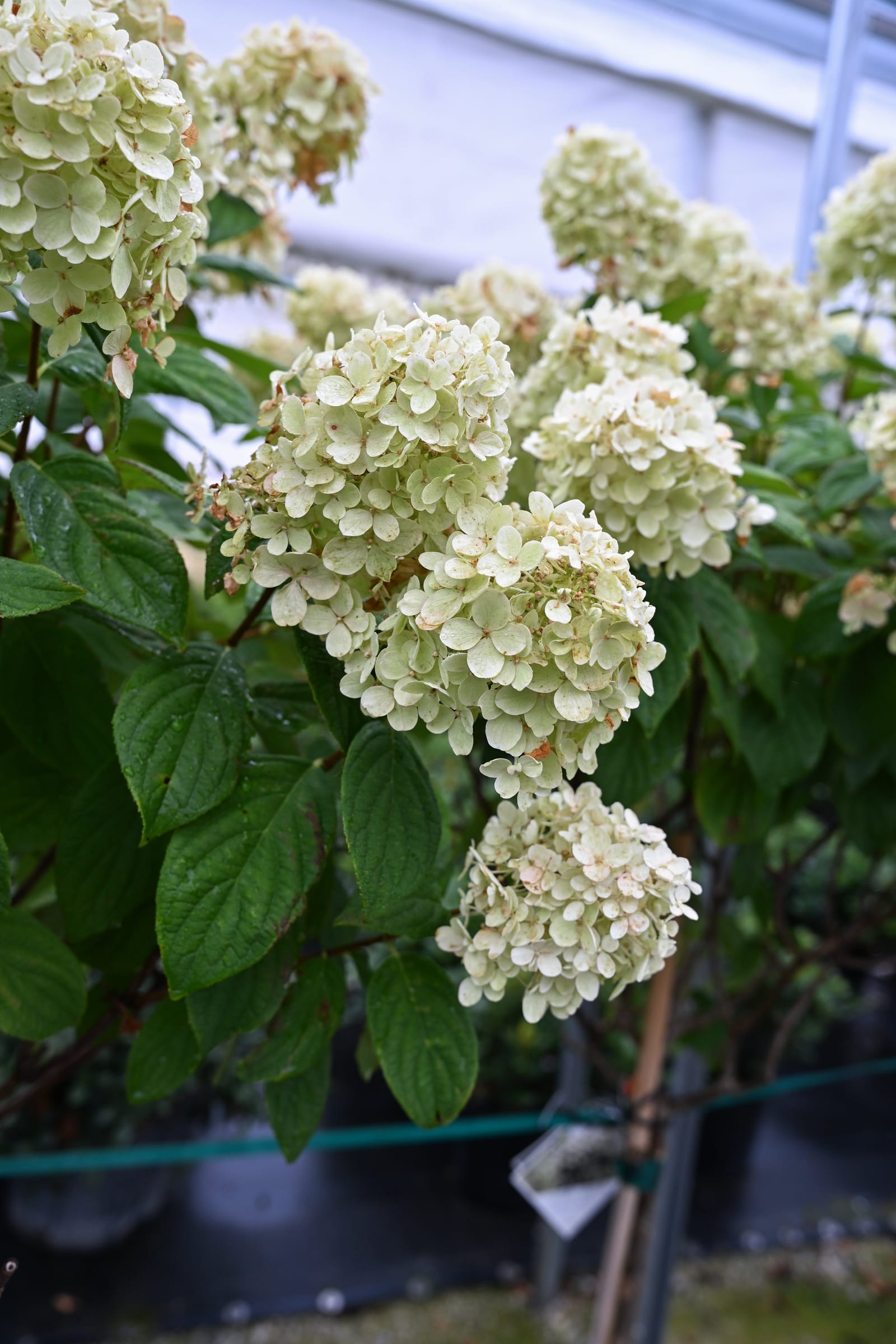 Fire Light Hydrangea Tree Form - view 2
