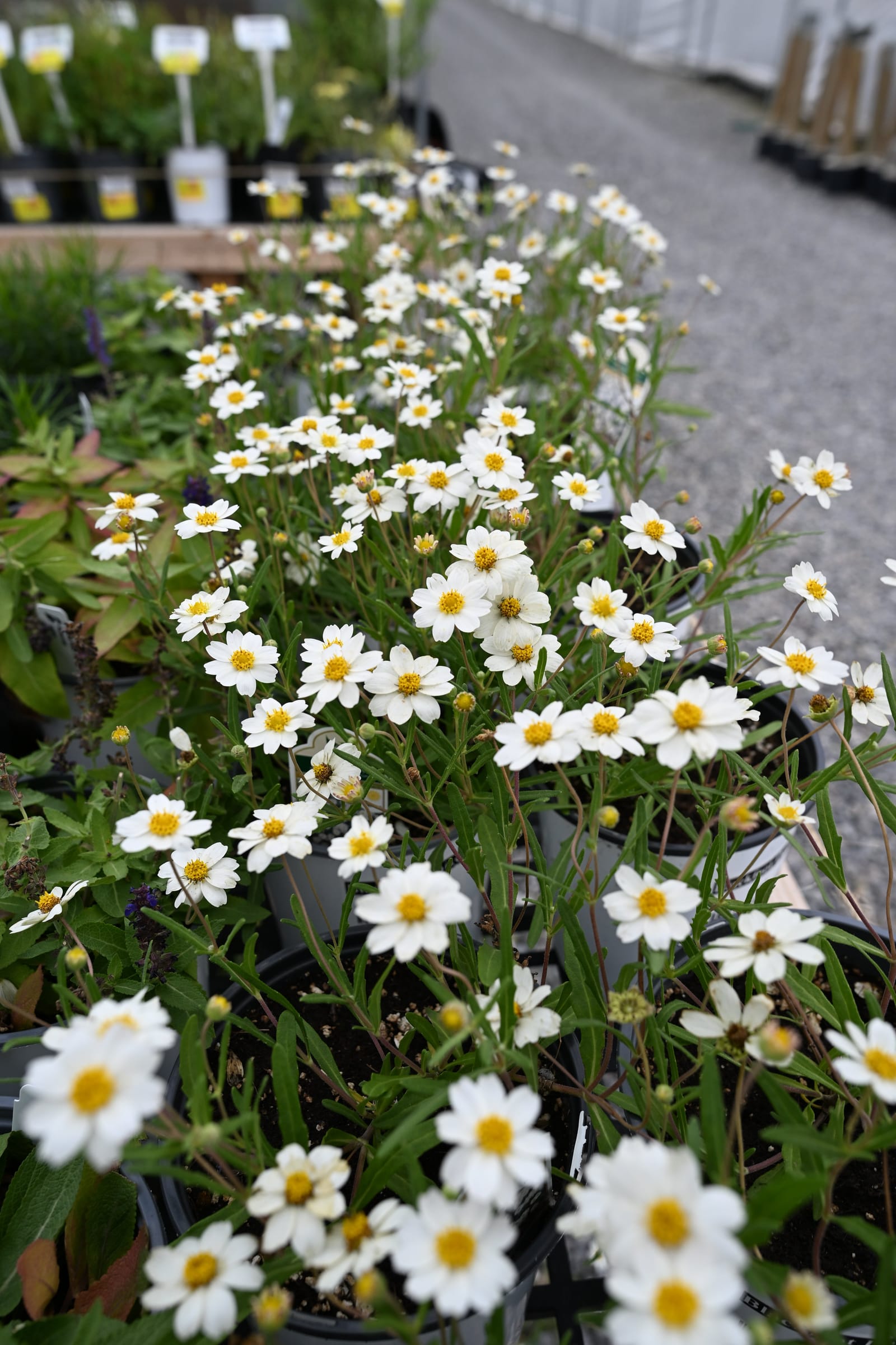 Blackfoot Daisy - view 5