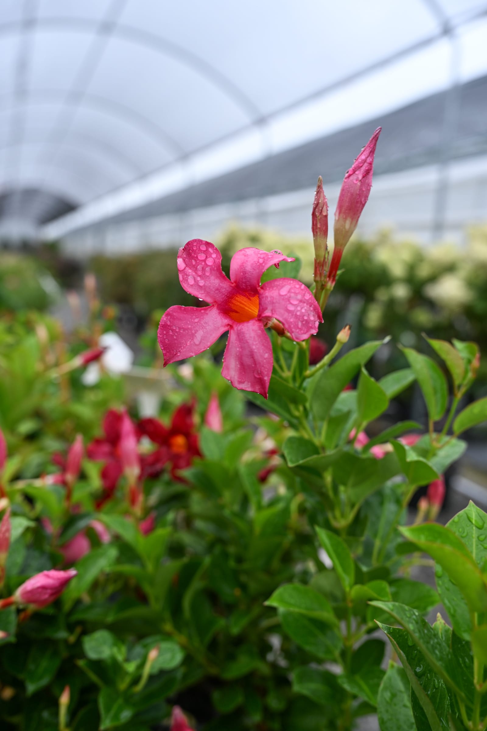 Sun Parasol Original Pink Dipladenia - view 4