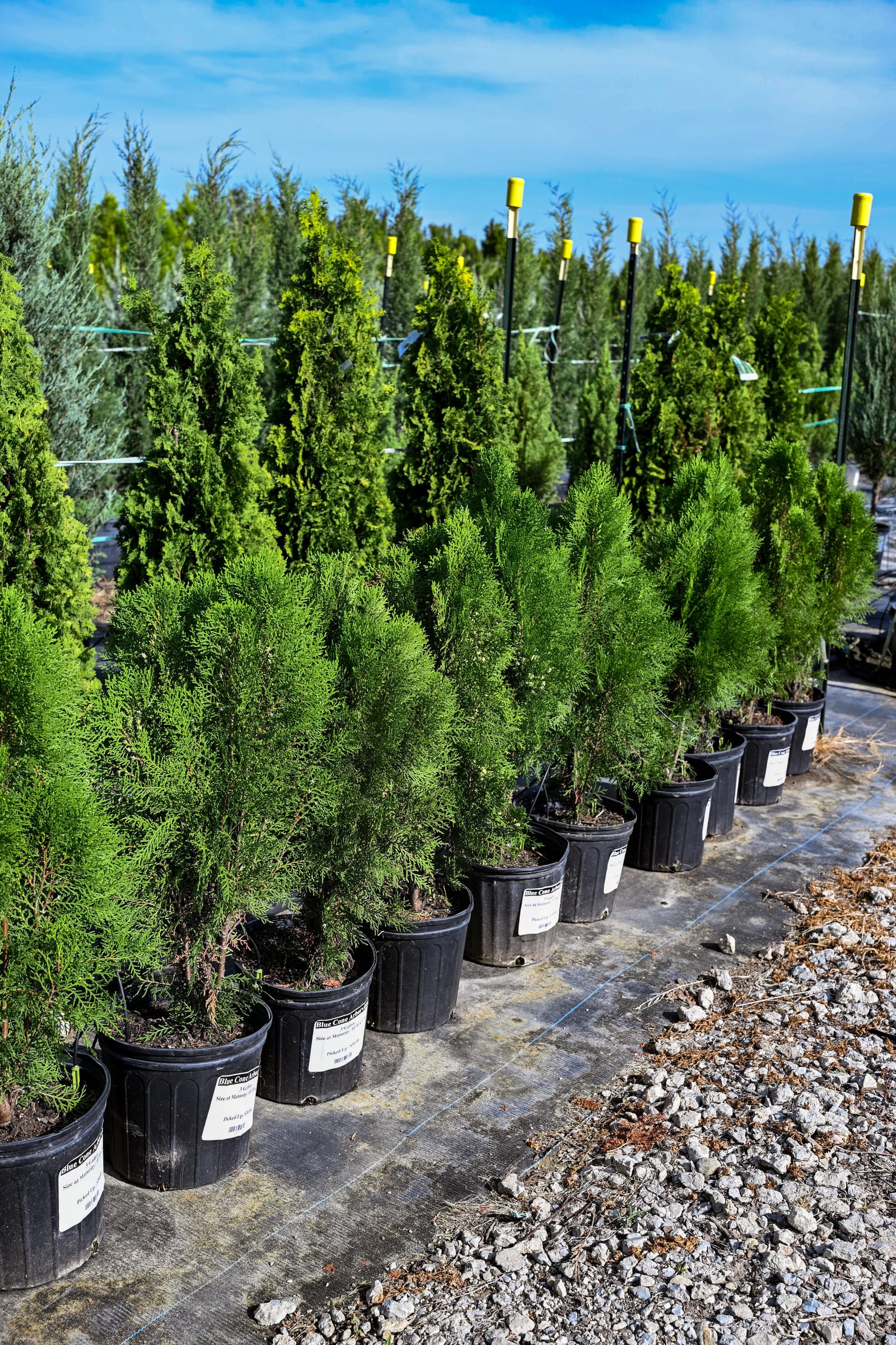 Blue Cone Arborvitae - view 4