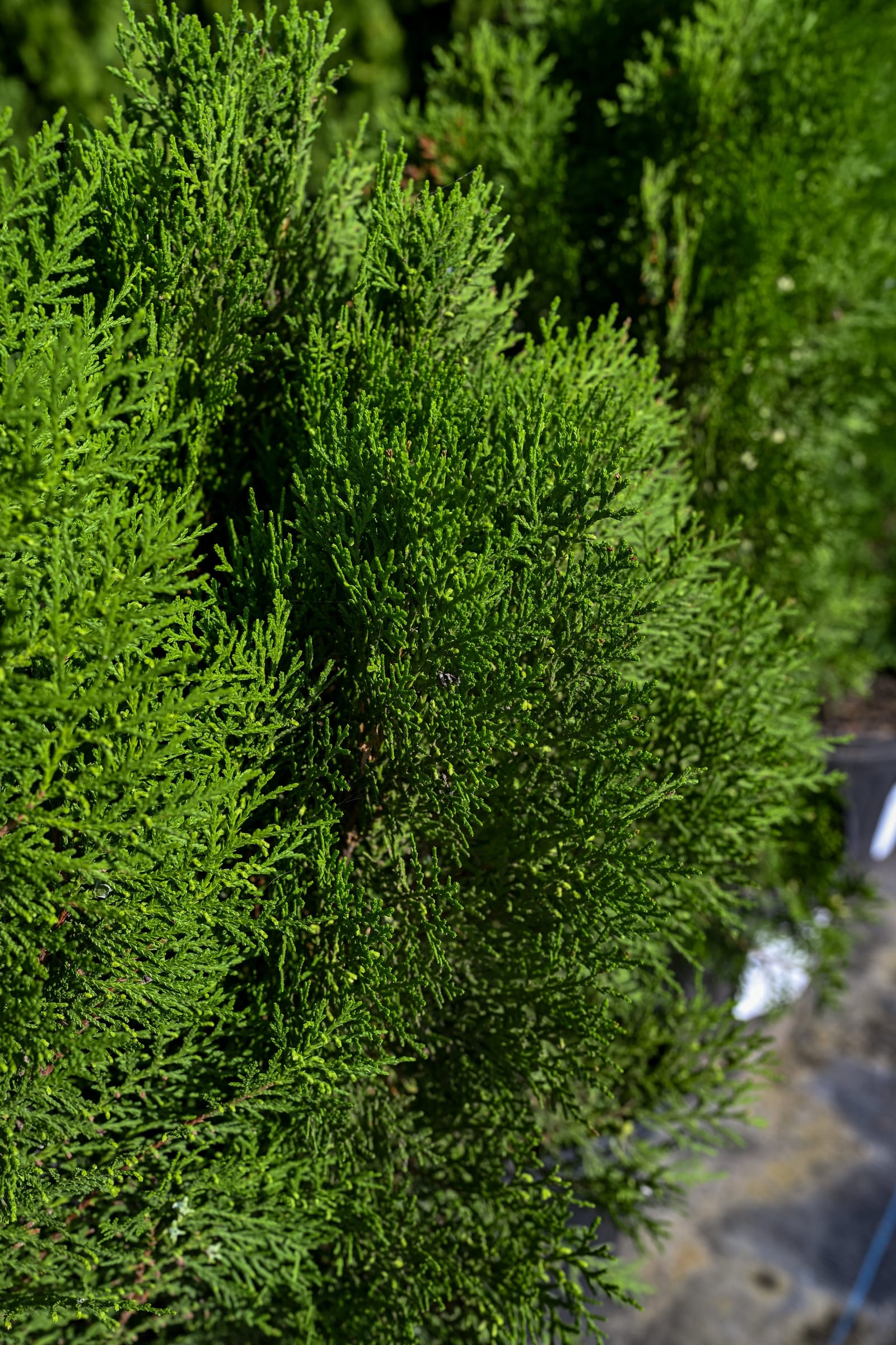 Blue Cone Arborvitae - view 2