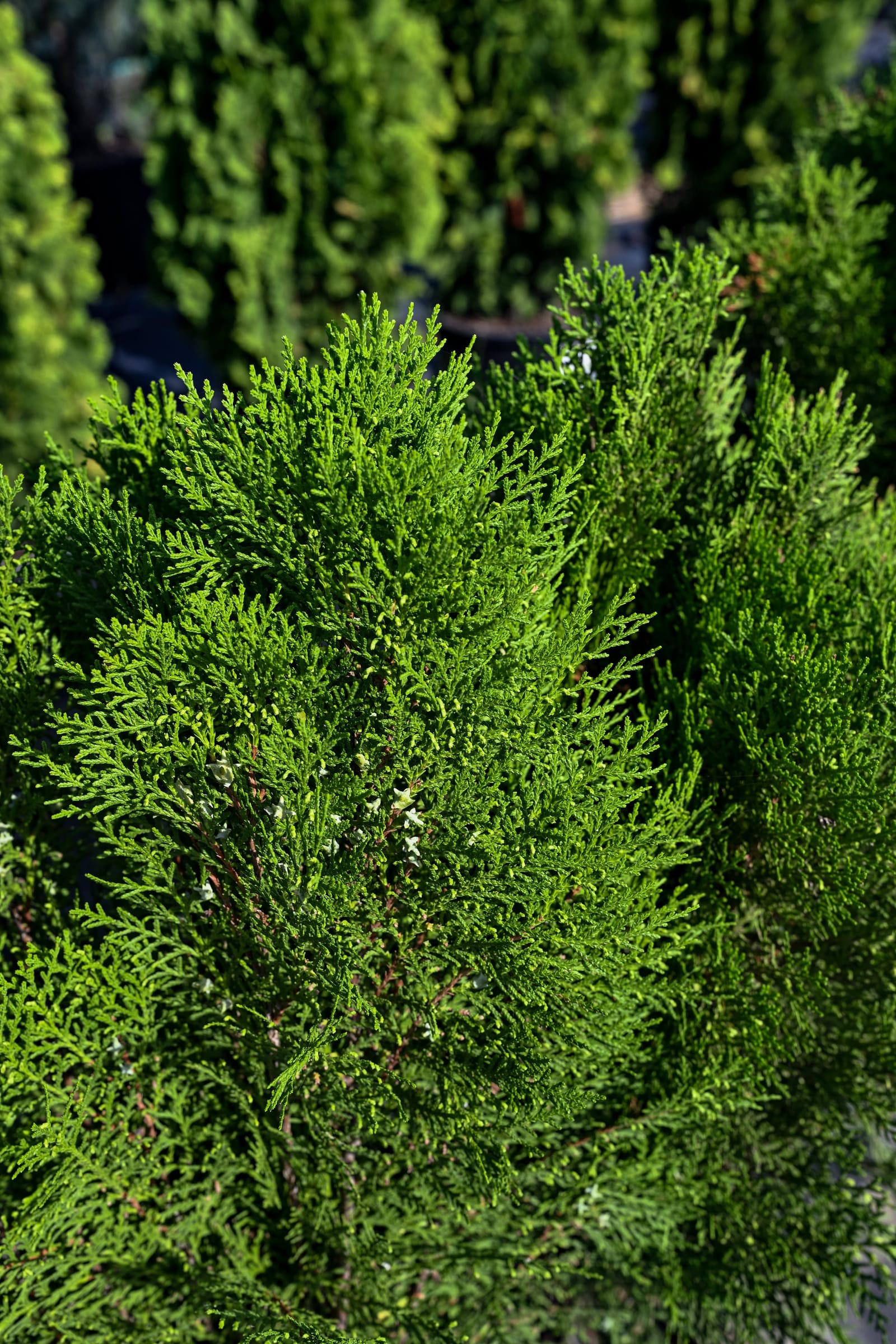 Blue Cone Arborvitae
