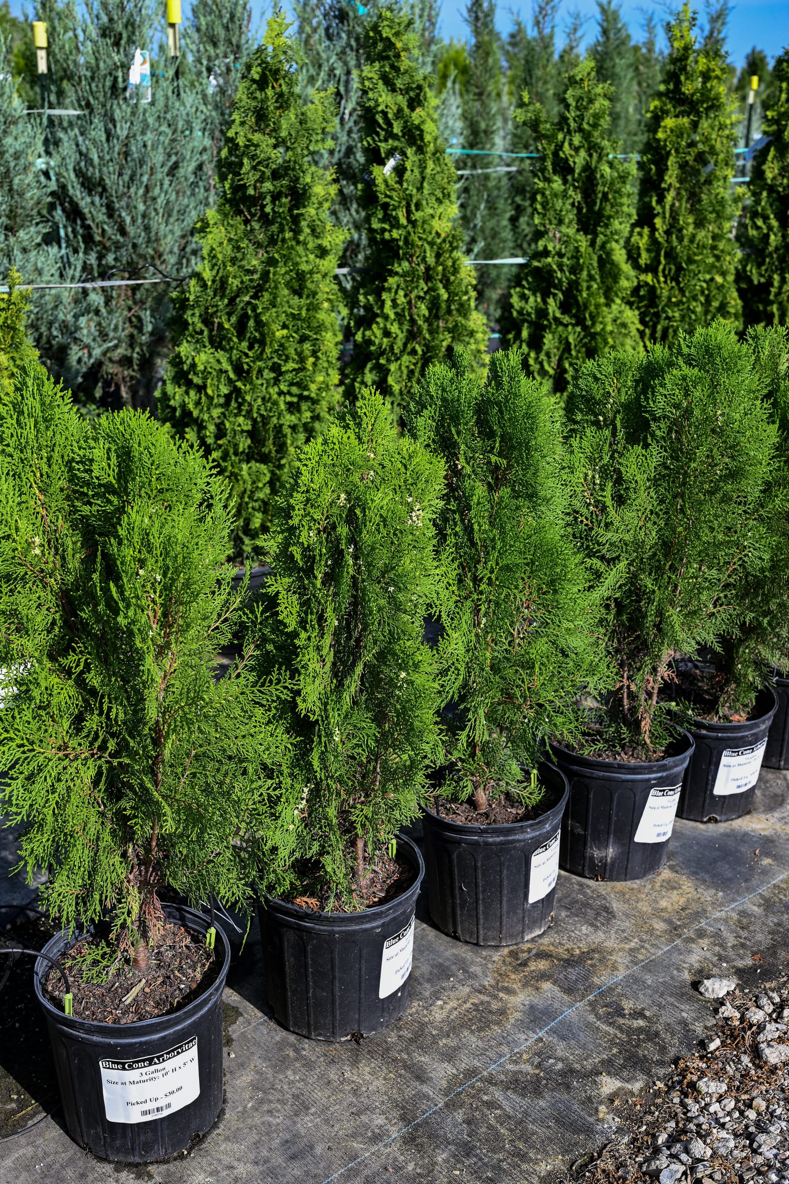 Blue Cone Arborvitae - view 3