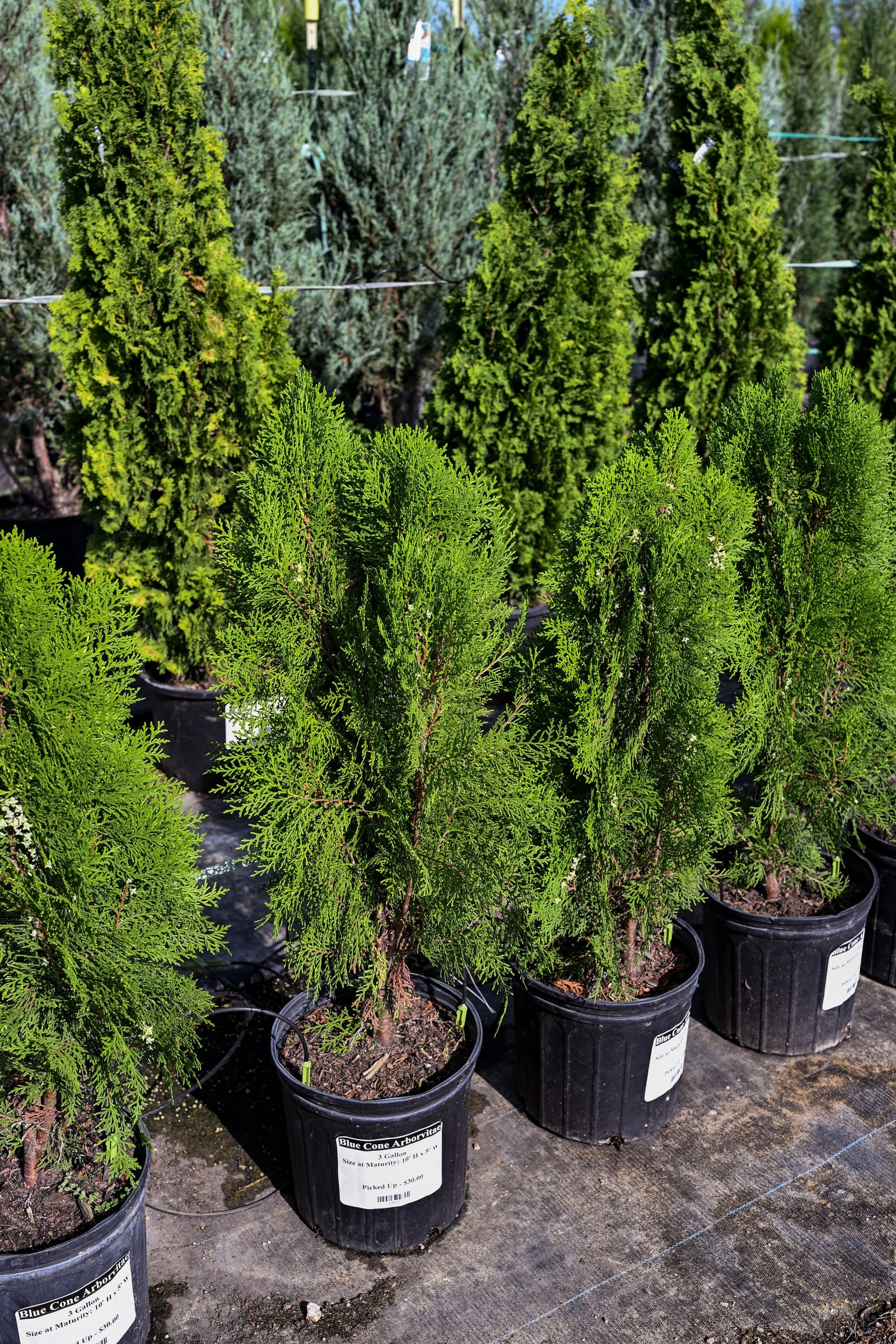 Blue Cone Arborvitae - view 5