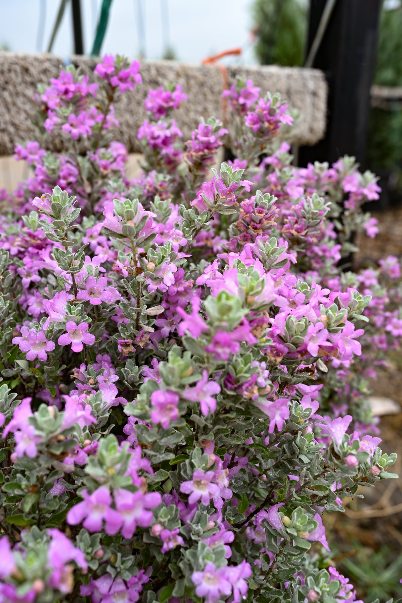 San Antonio Texas Sage - Image 1
