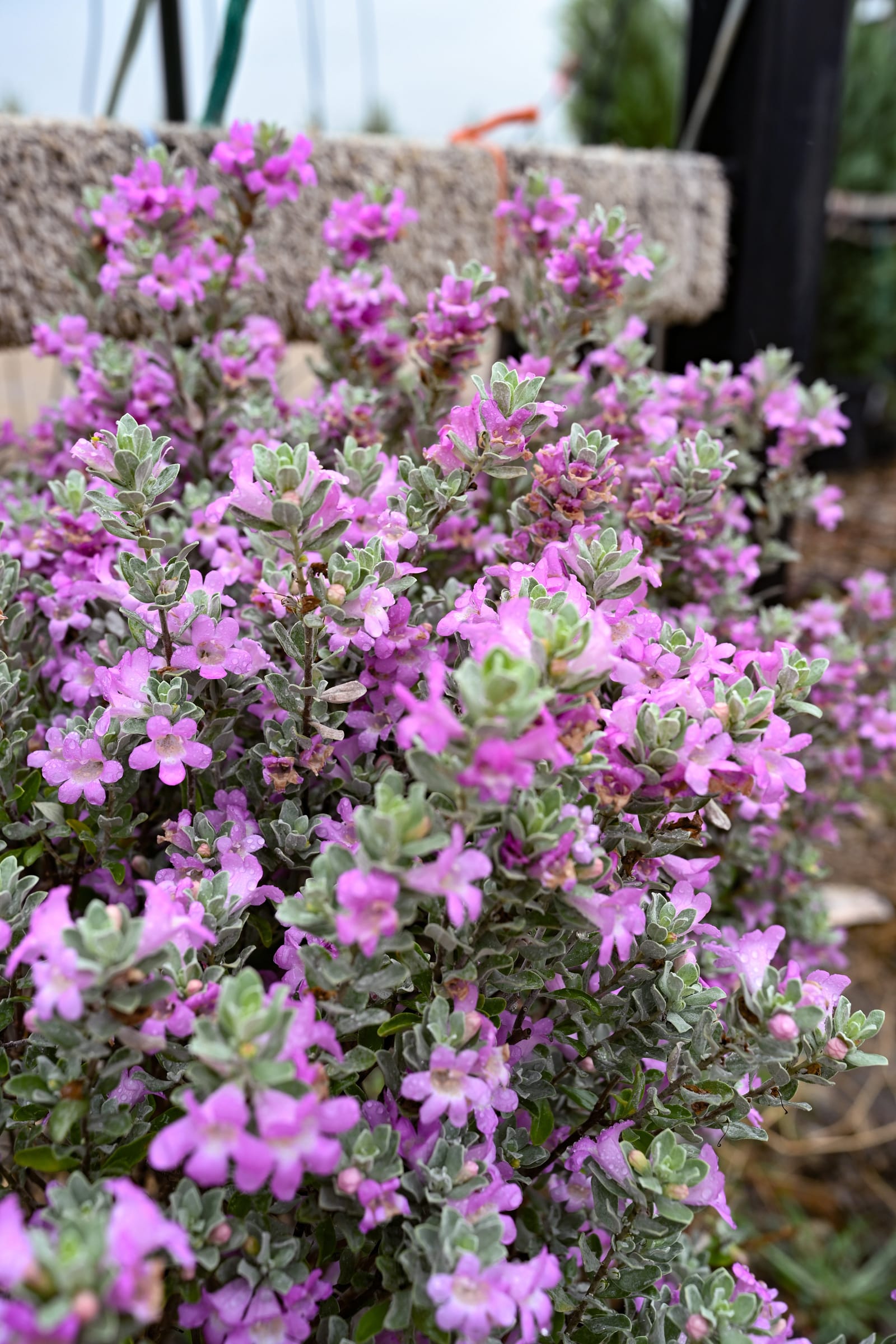 San Antonio Texas Sage - view 4