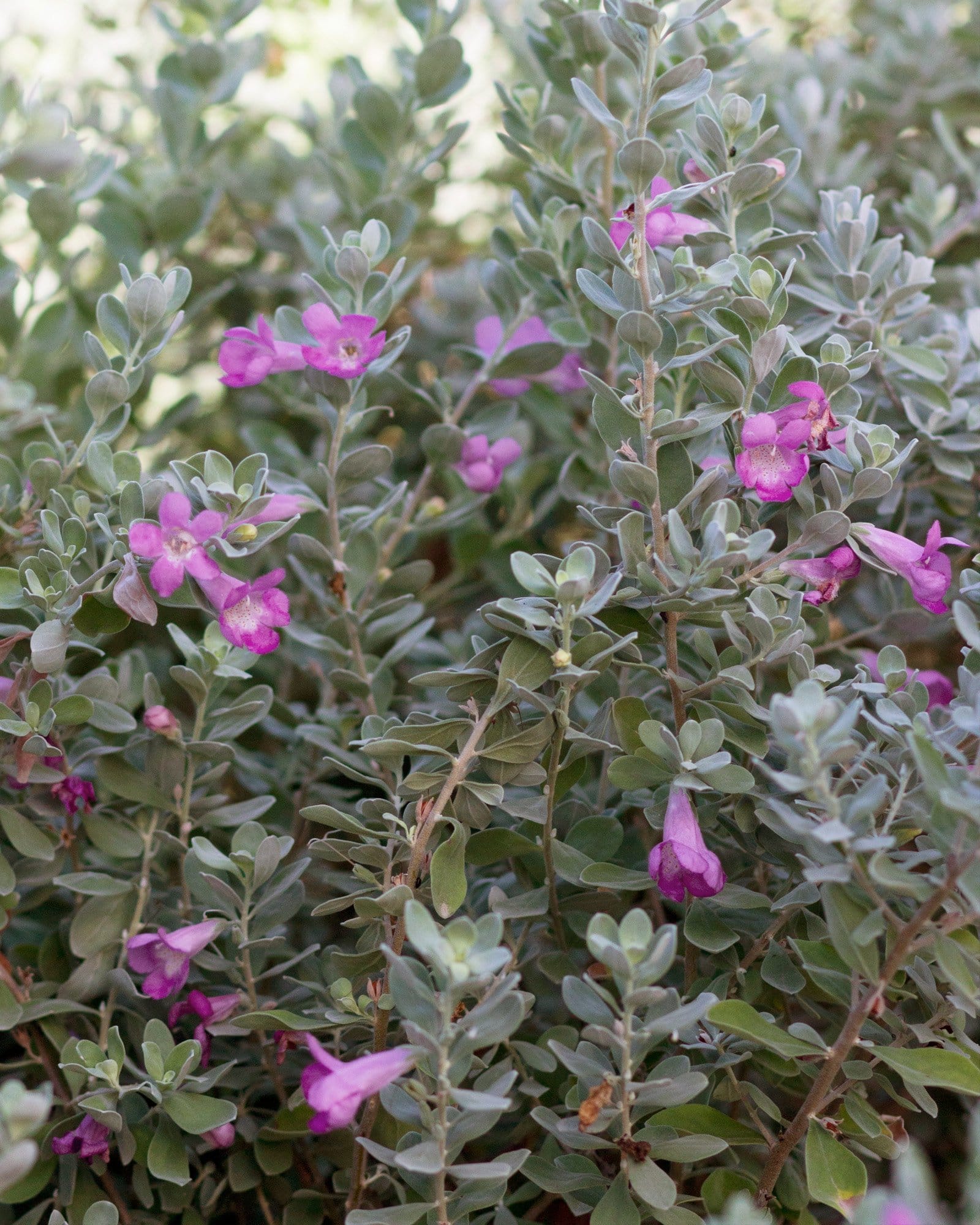 San Antonio Texas Sage - view 3