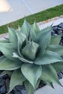 Whale's Tongue Agave thumbnail 1