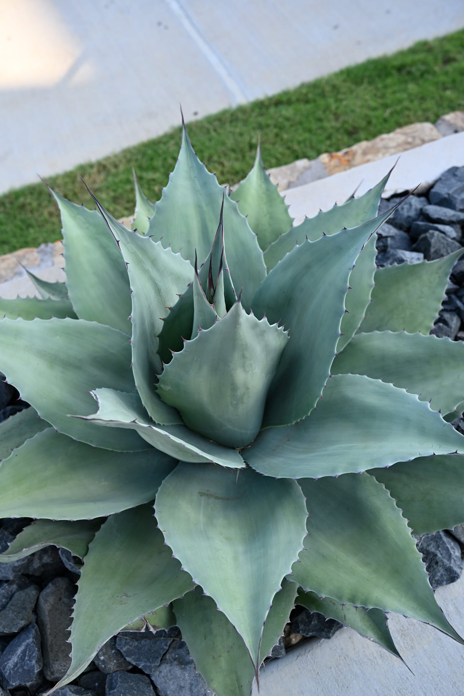 Whale's Tongue Agave