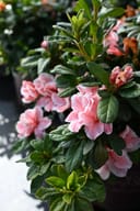 Encore Azalea Autumn Sunburst thumbnail 3