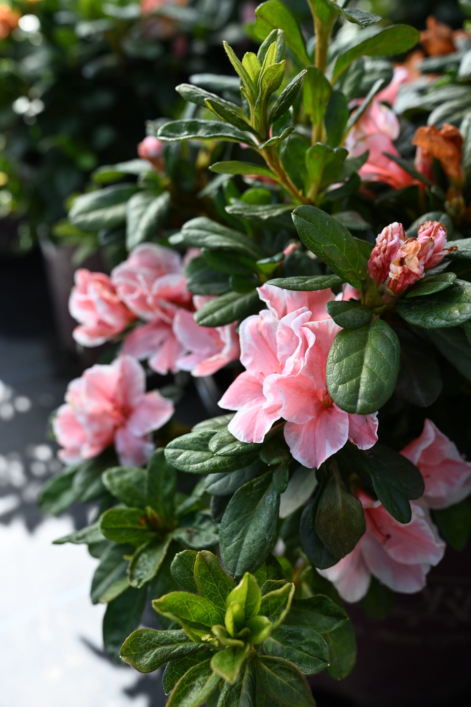 Encore Azalea Autumn Sunburst - view 2