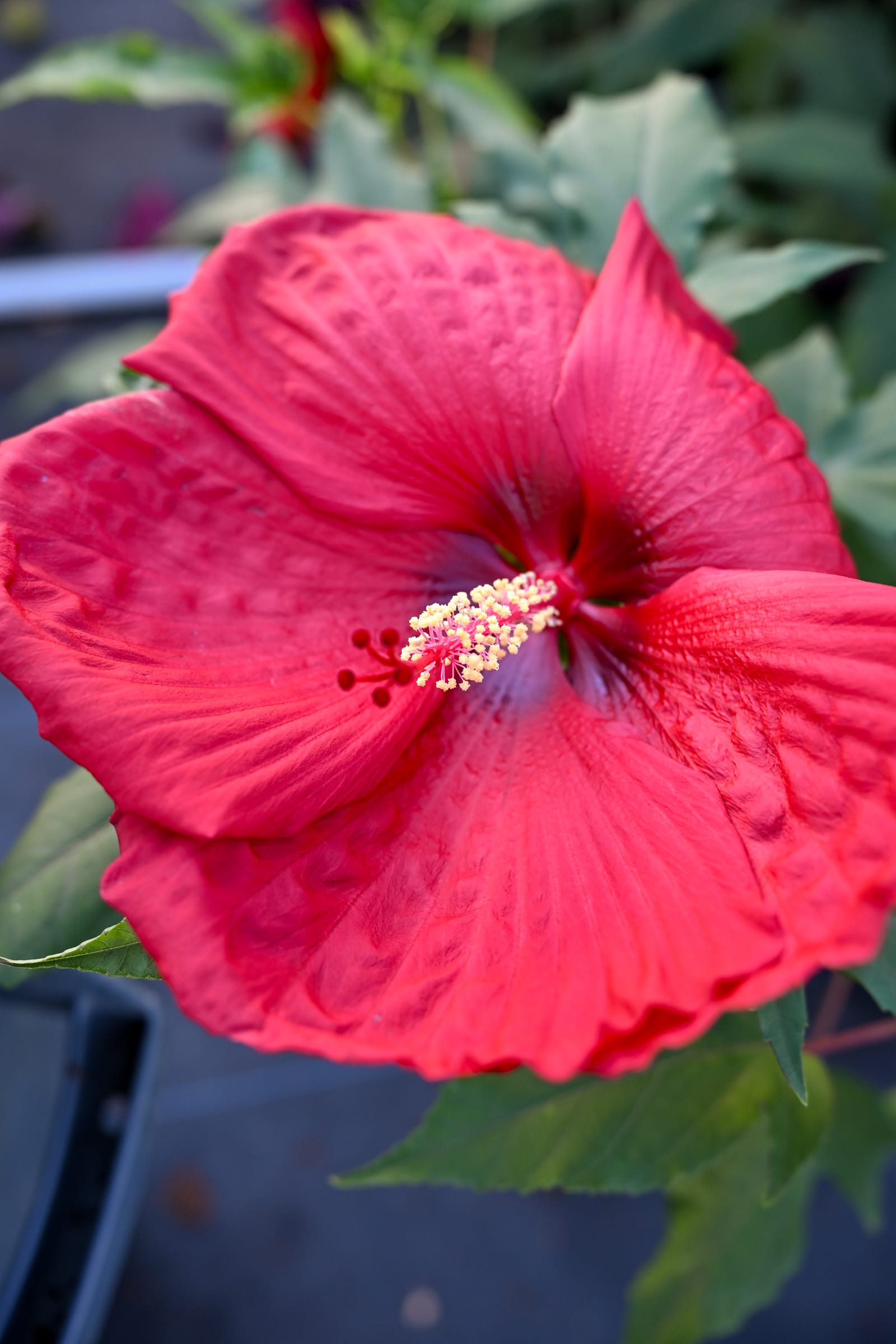 Head over Heels Desire Hibiscus - view 3