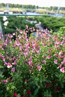 Mirage Rose Bicolor Salvia Greggii thumbnail 3