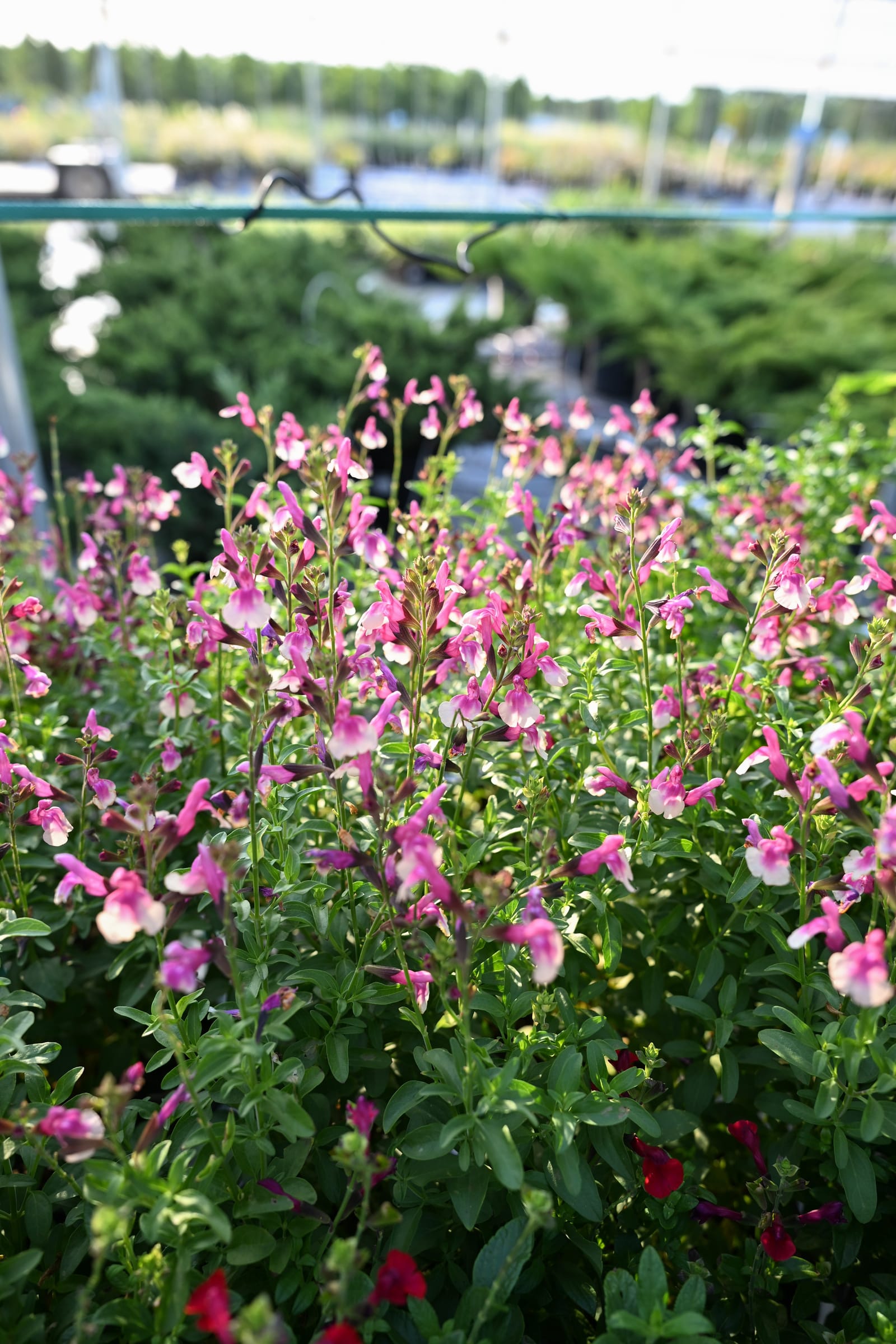 Mirage Rose Bicolor Salvia Greggii - view 4