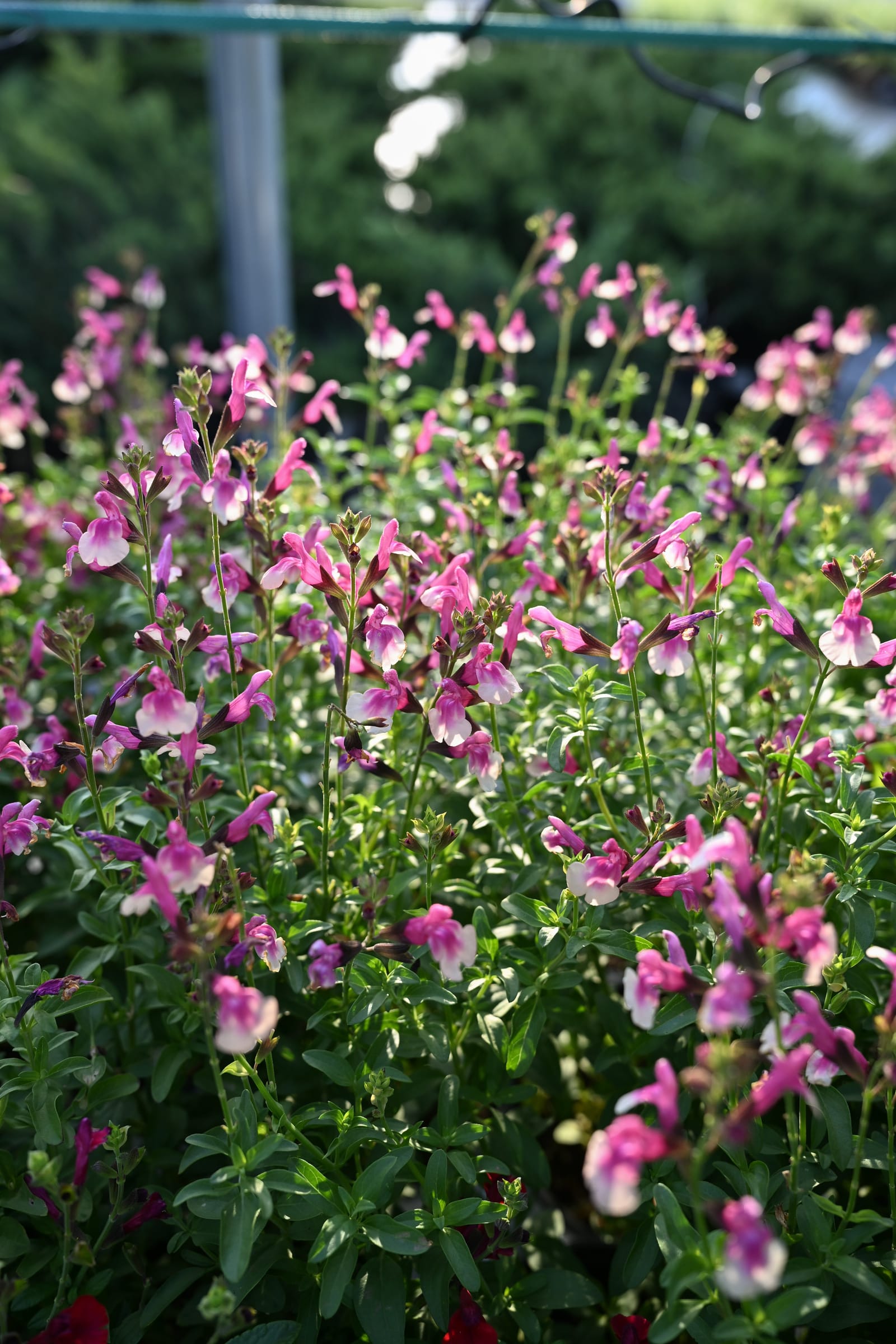 Mirage Rose Bicolor Salvia Greggii - view 3