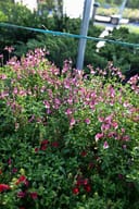 Mirage Rose Bicolor Salvia Greggii thumbnail 2