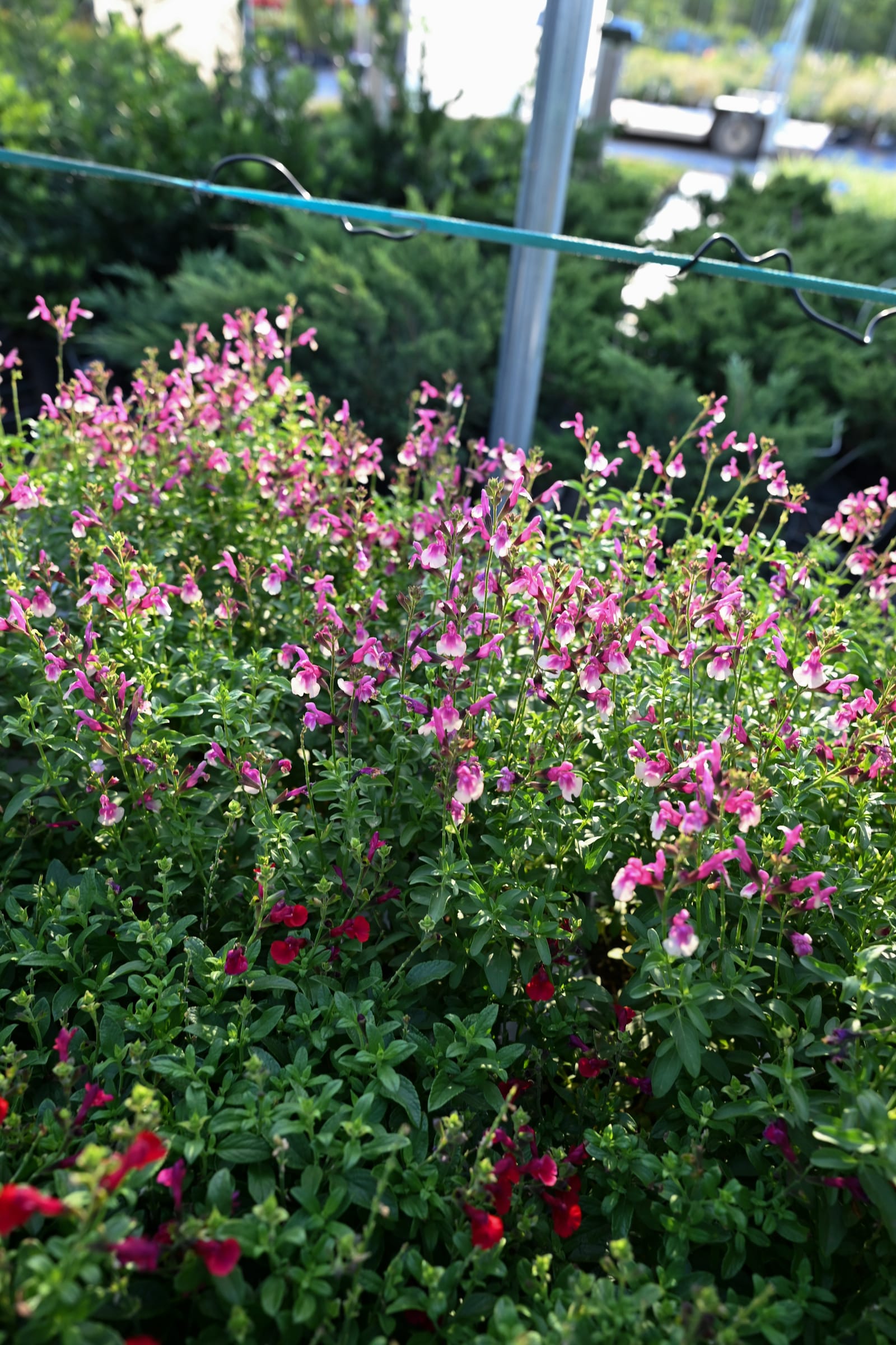 Mirage Rose Bicolor Salvia Greggii - view 2