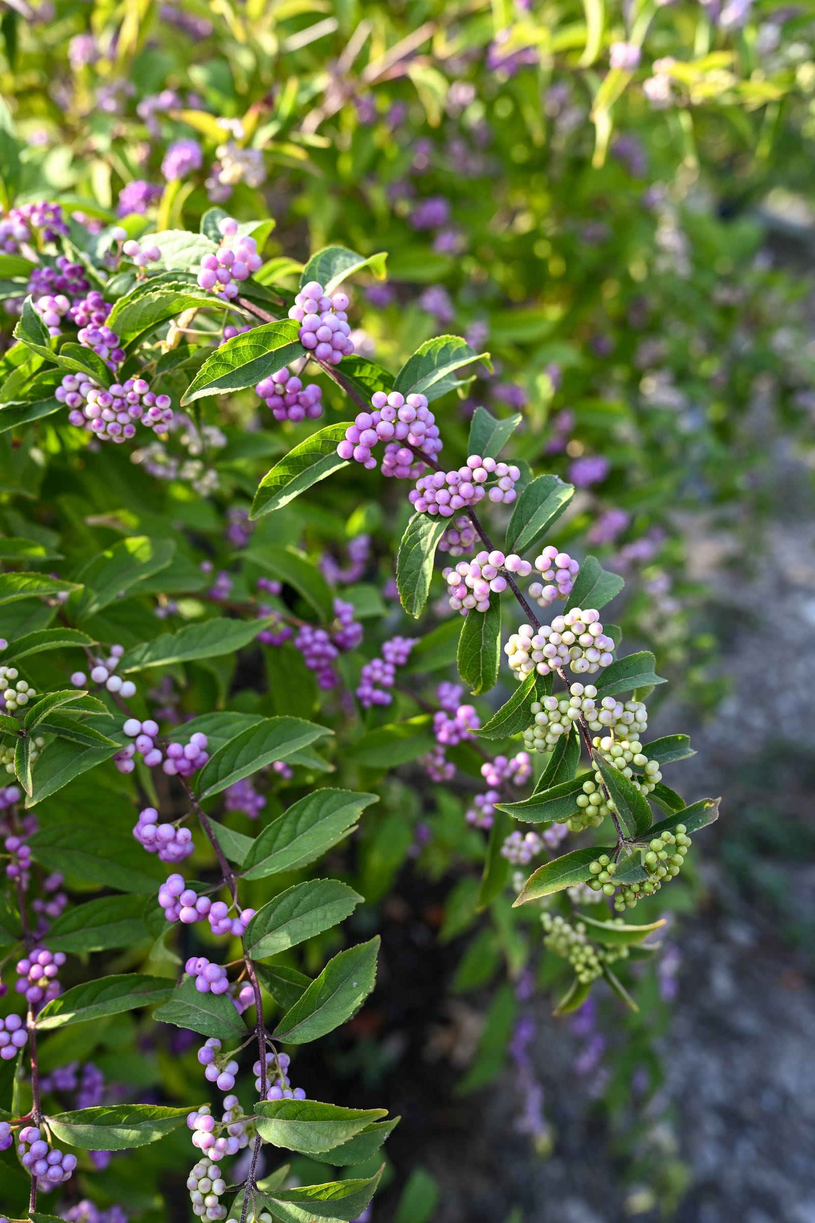 Purple Pride Beautyberry - view 4