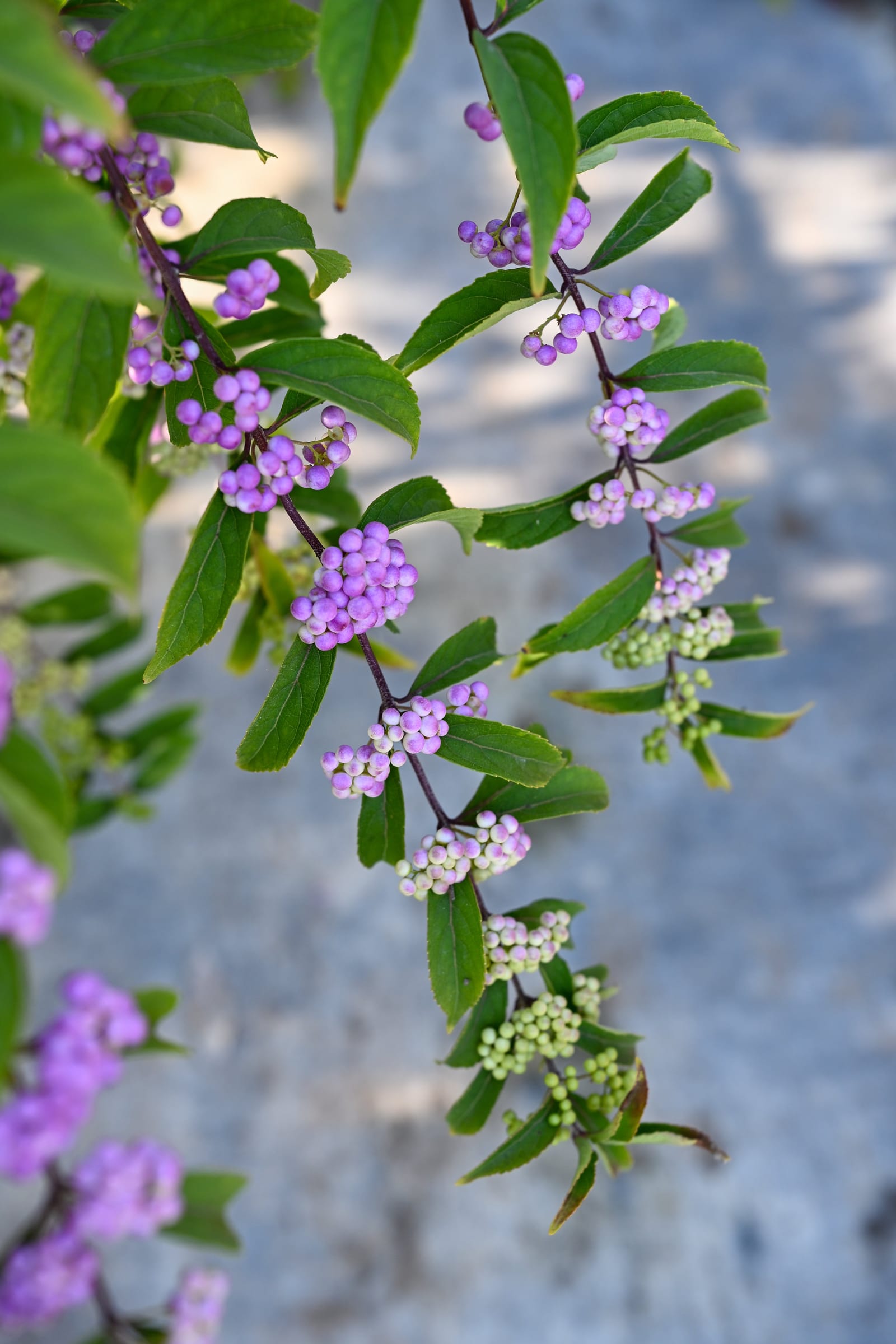 Purple Pride Beautyberry - view 3