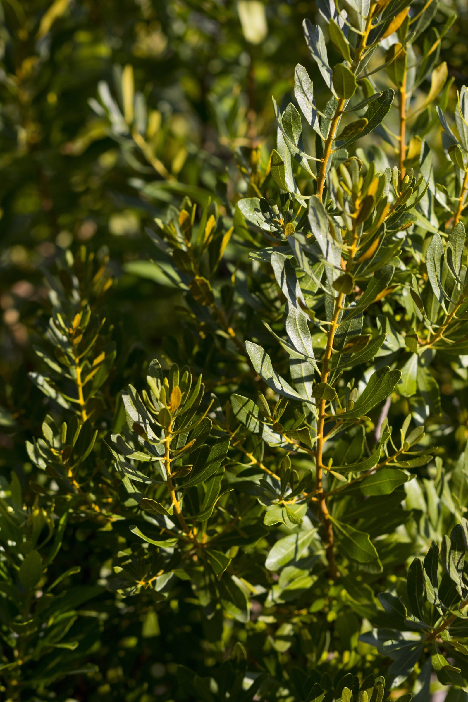Wax Myrtle