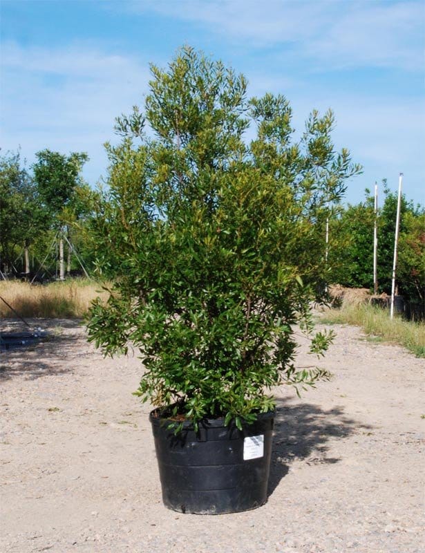 Wax Myrtle - view 2