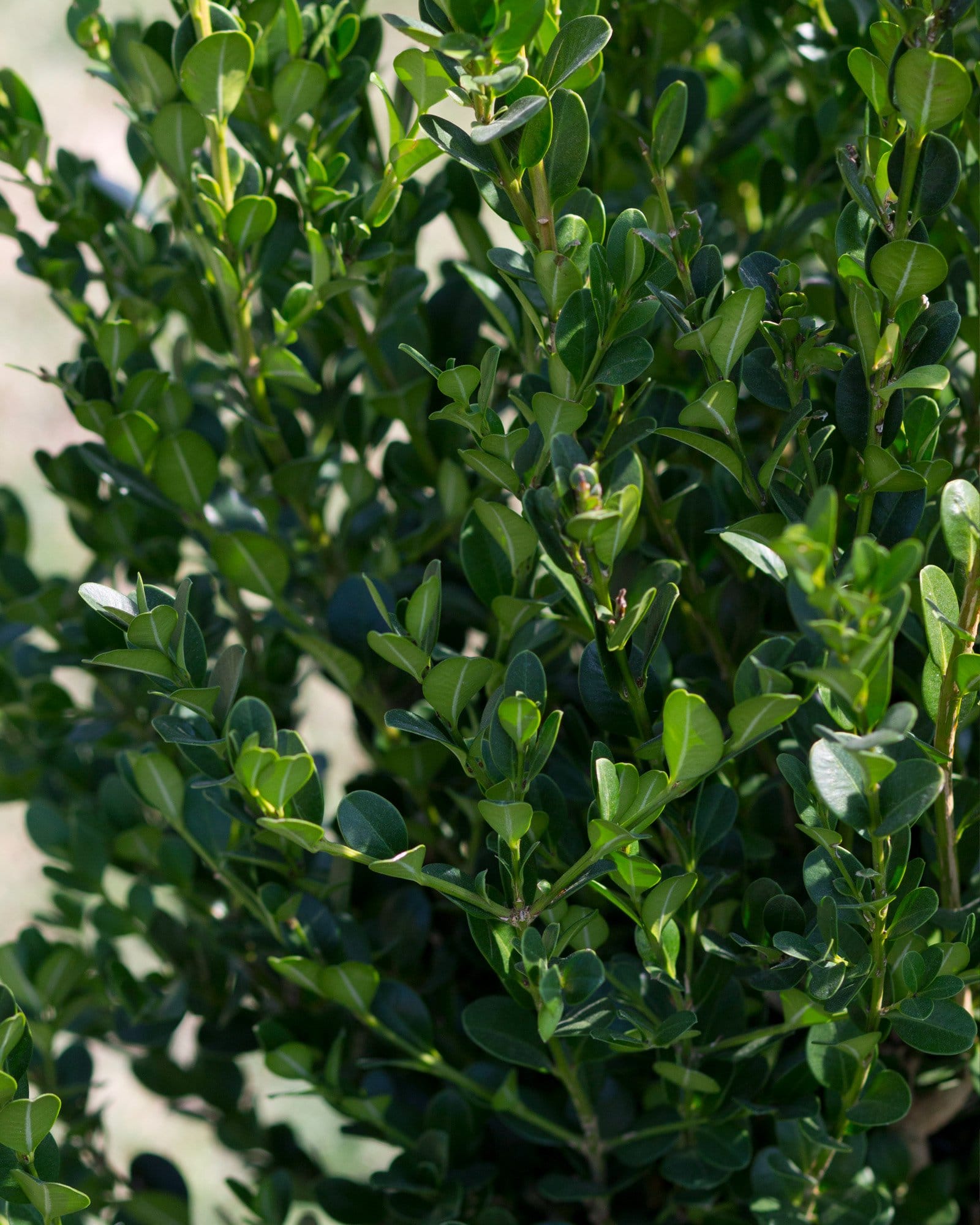 Winter Gem Boxwood