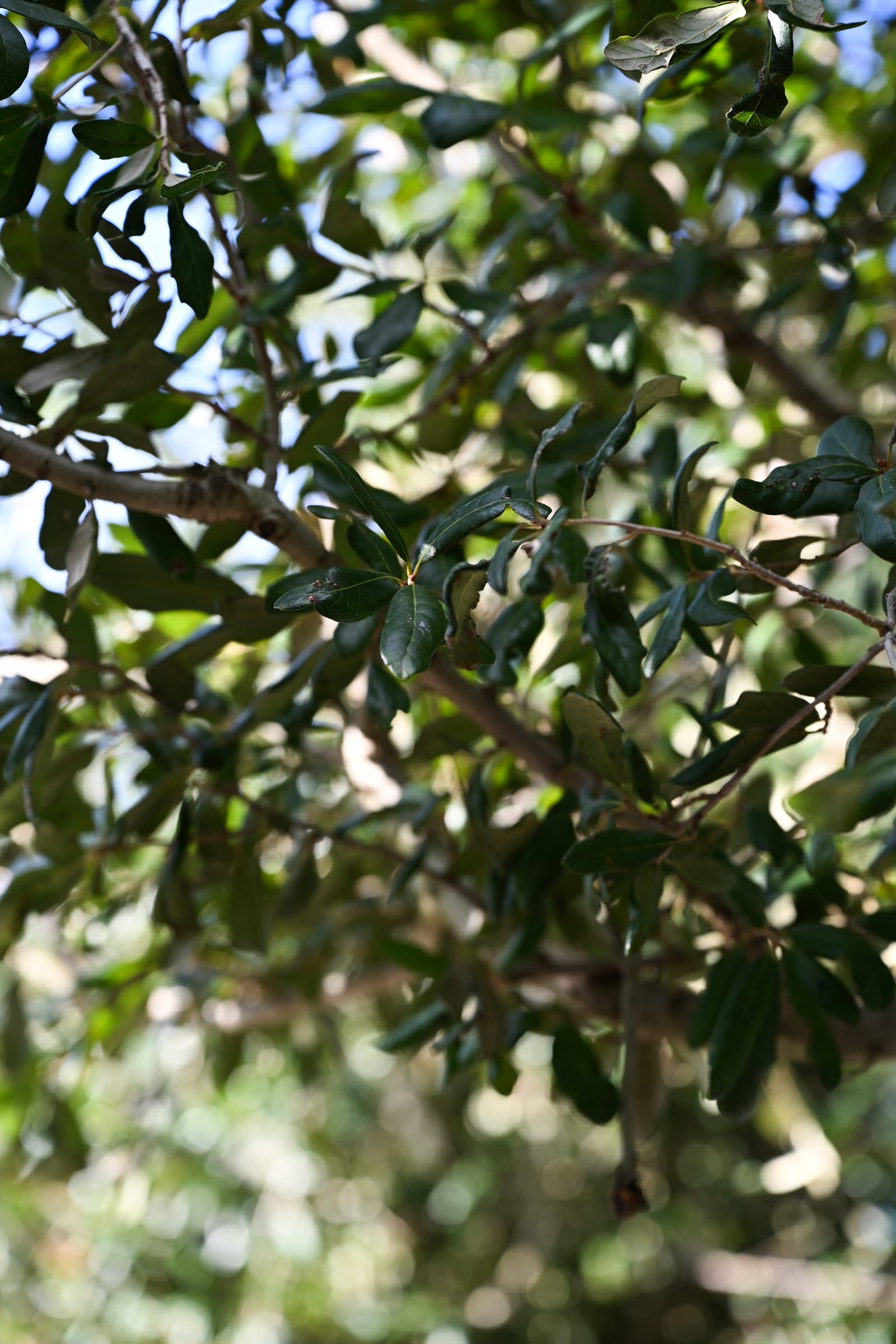 Cathedral Live Oak - view 2