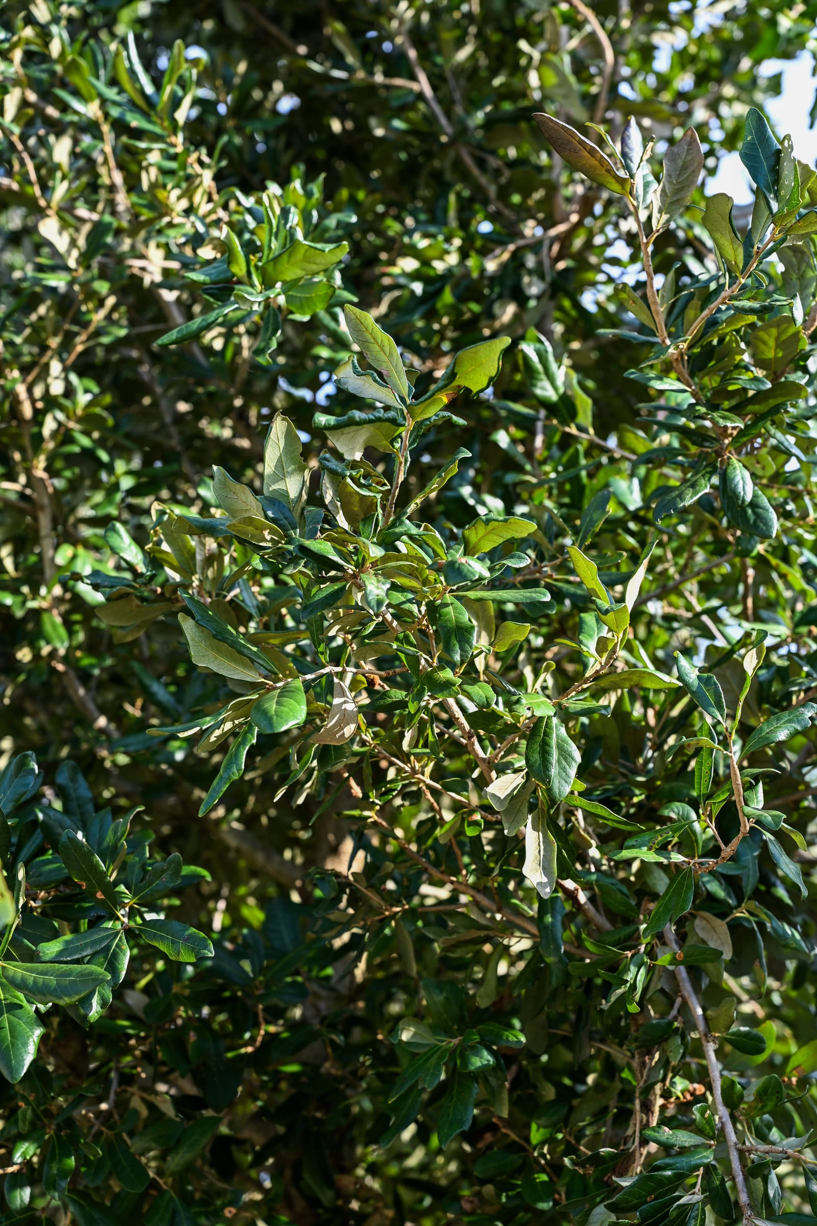 Cathedral Live Oak - view 3
