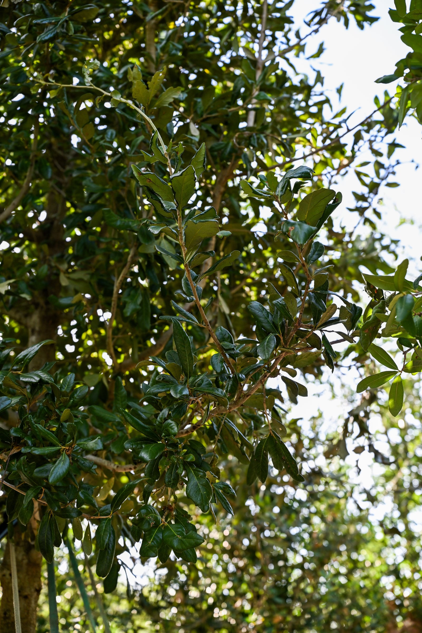 Cathedral Live Oak - Image 1