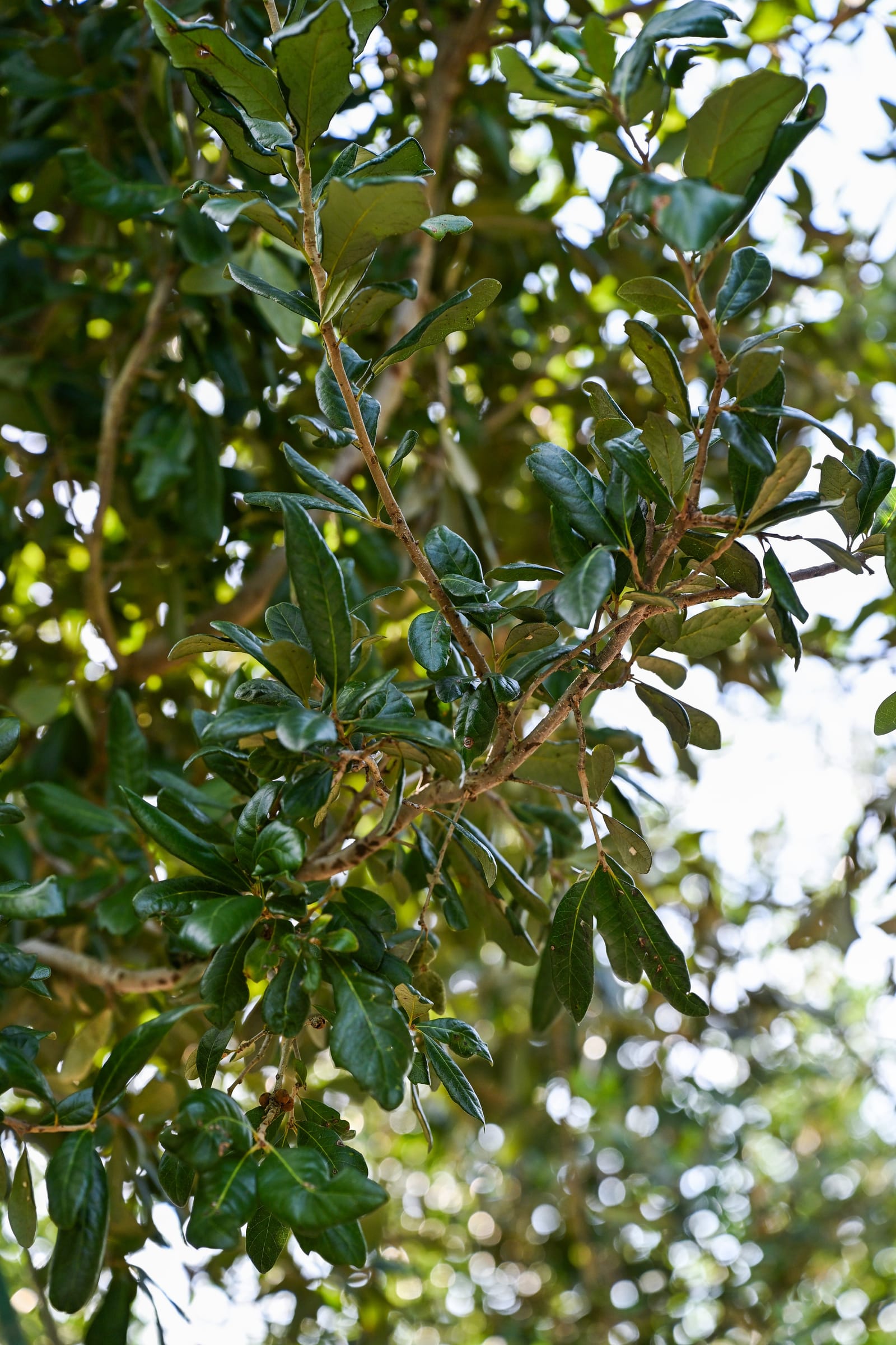 Cathedral Live Oak - view 4