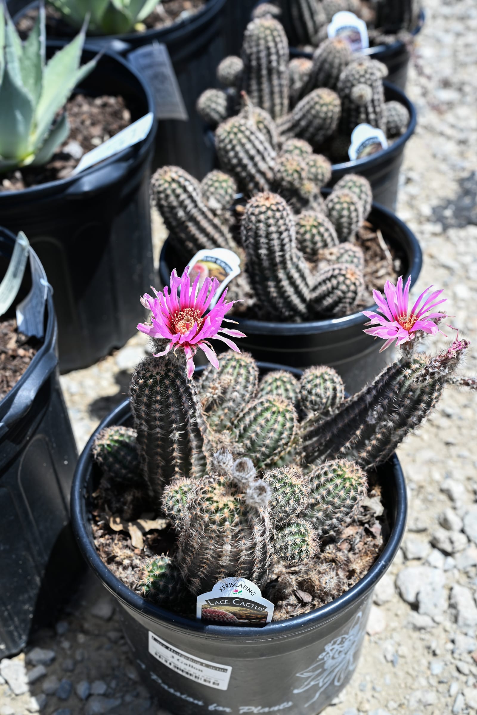 Lace Hedgehog Cactus - view 3