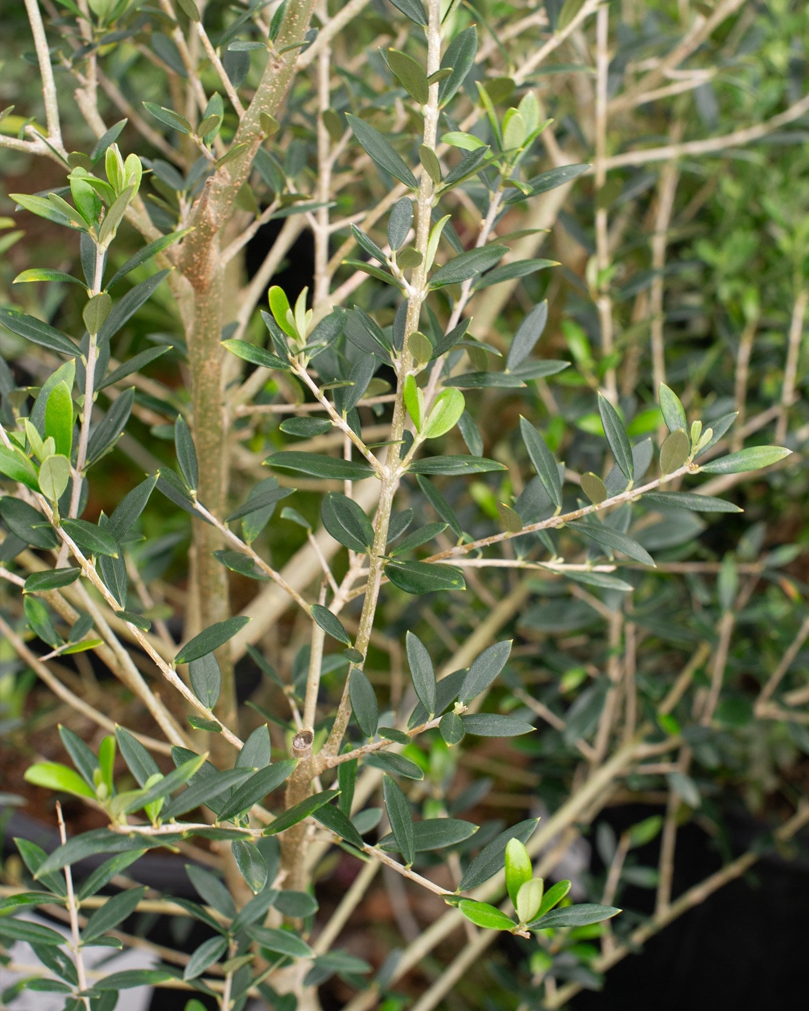 Arbequina Olive Tree Form - Image 1