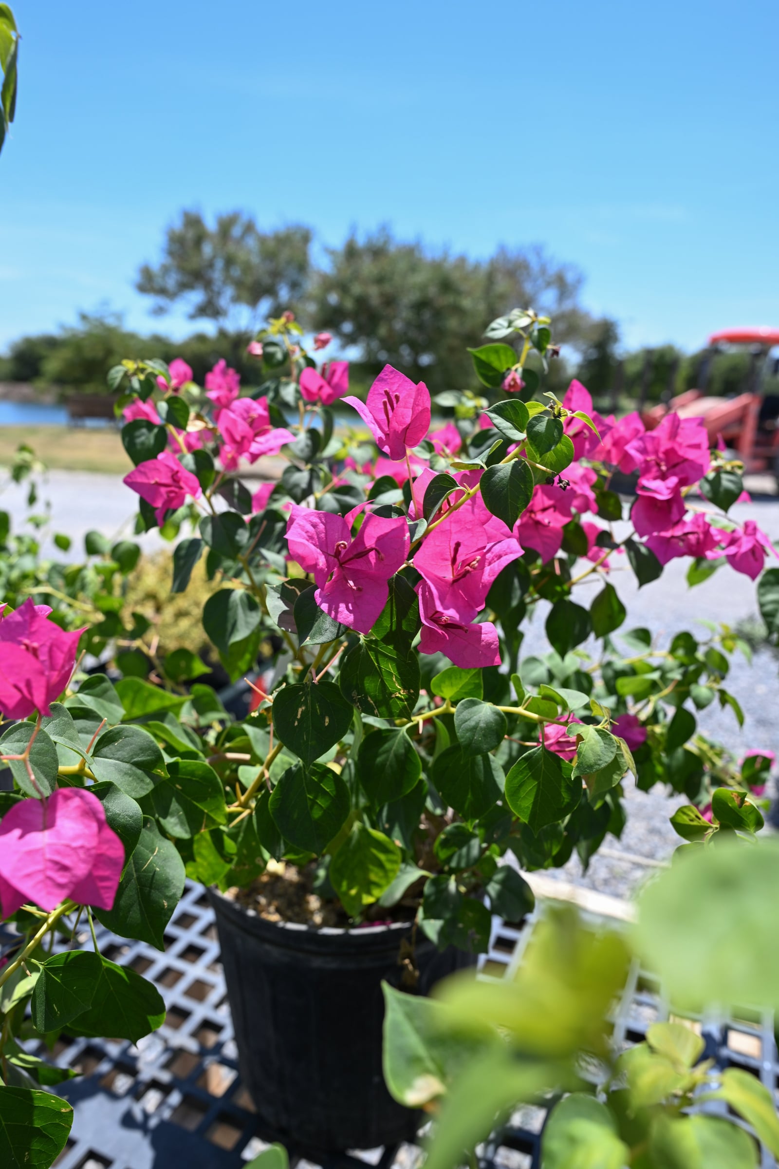 Juanita Hatten Bougainvillea - Image 1