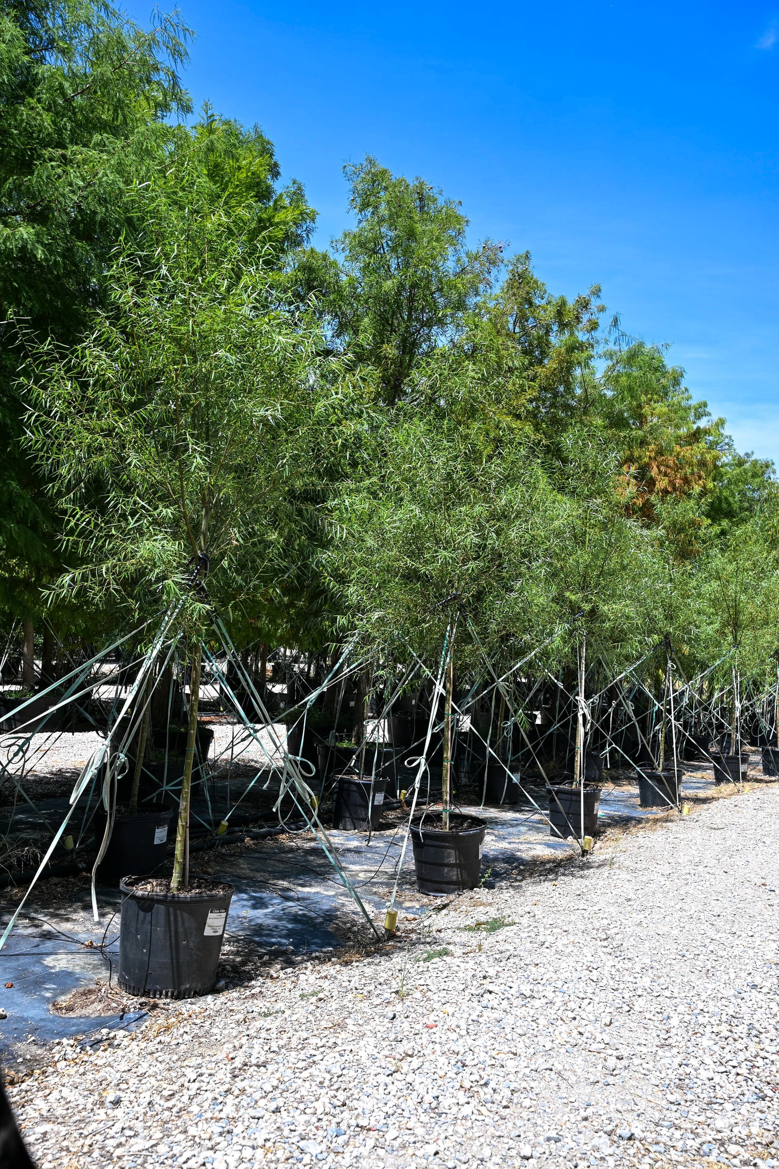 Globe Willow - Image 1