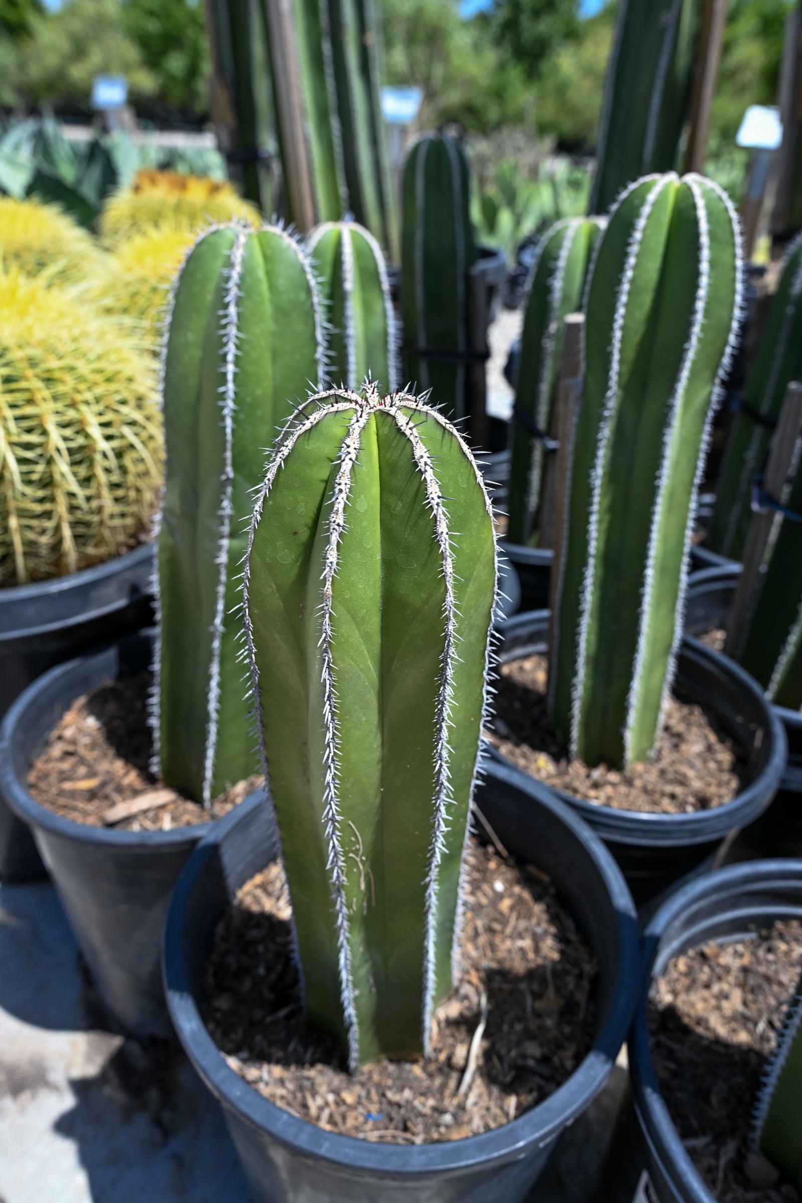 Mexican Fence Post Cactus - Image 1