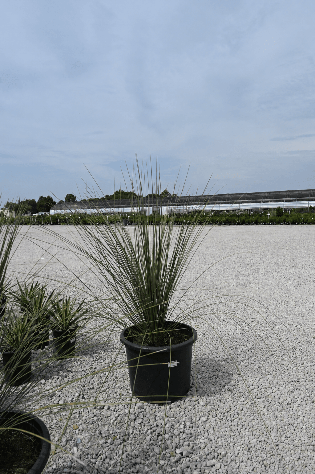 Mexican Grass Tree - Main Image